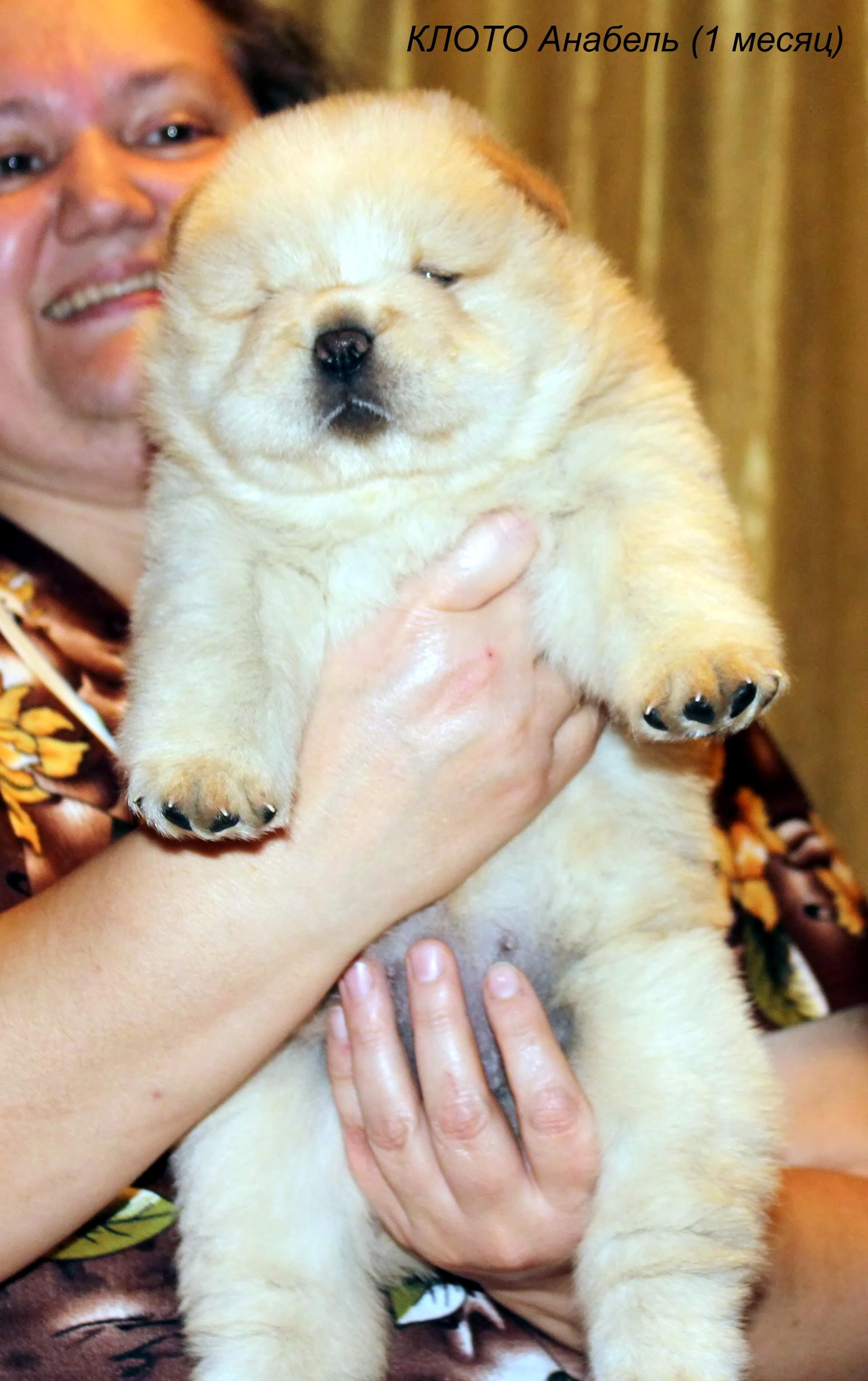 Клото Стефания Гуанчжоу