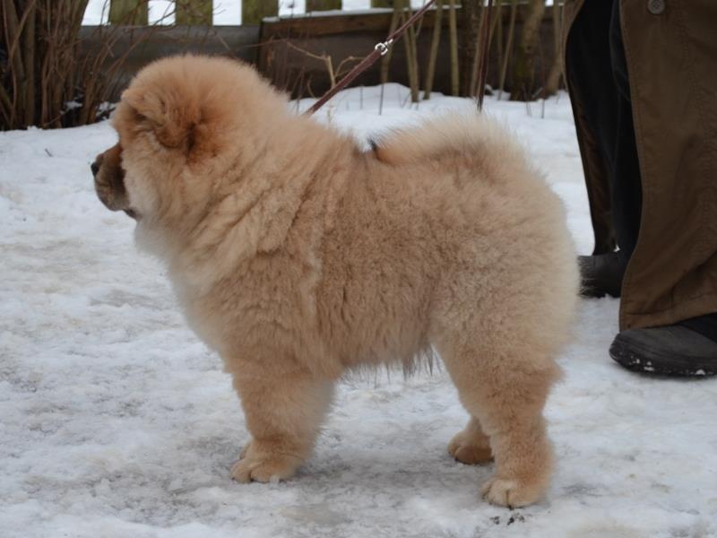 Клото Саманта Кобаджио