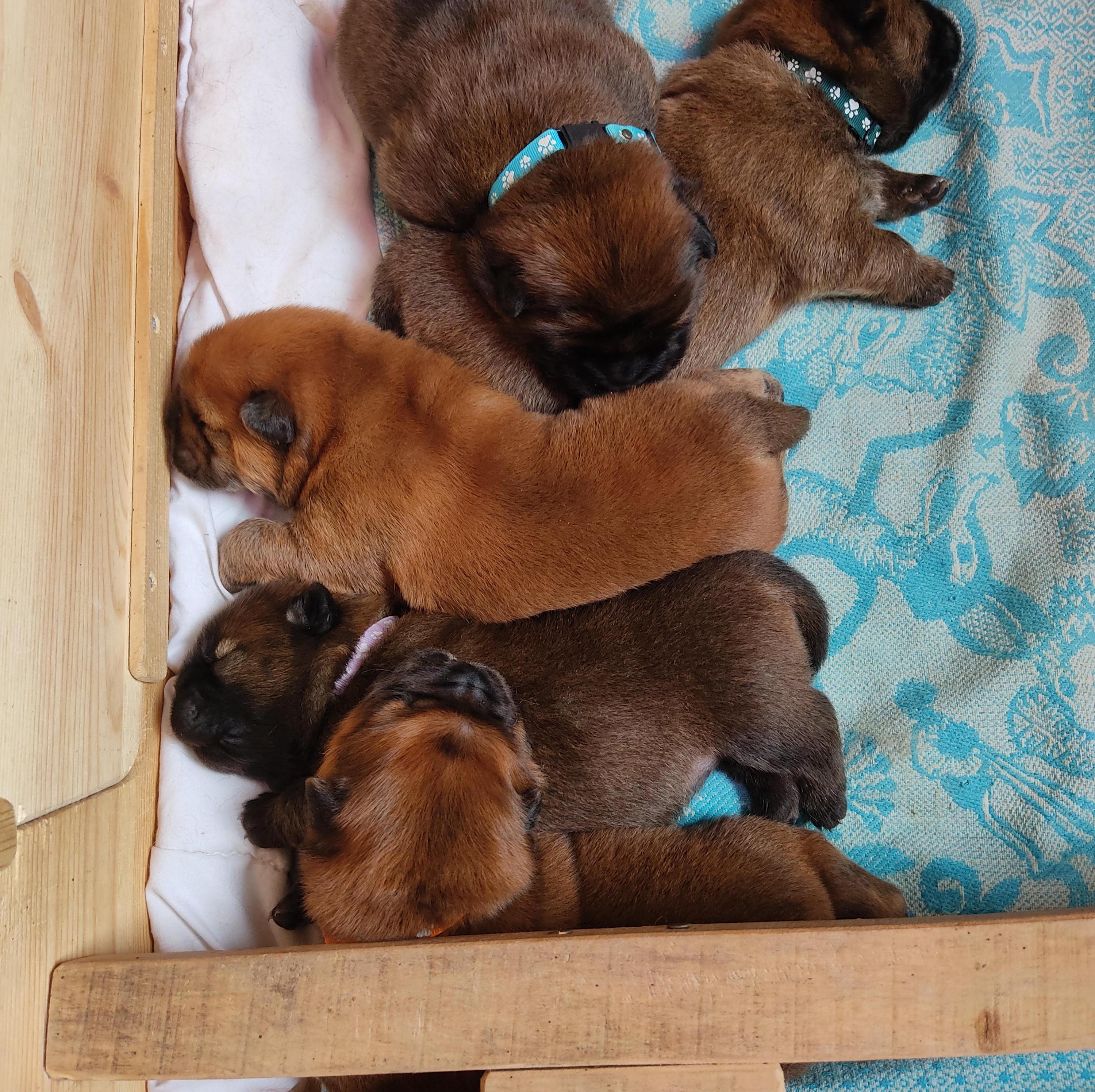 Клото Сани Анджонг