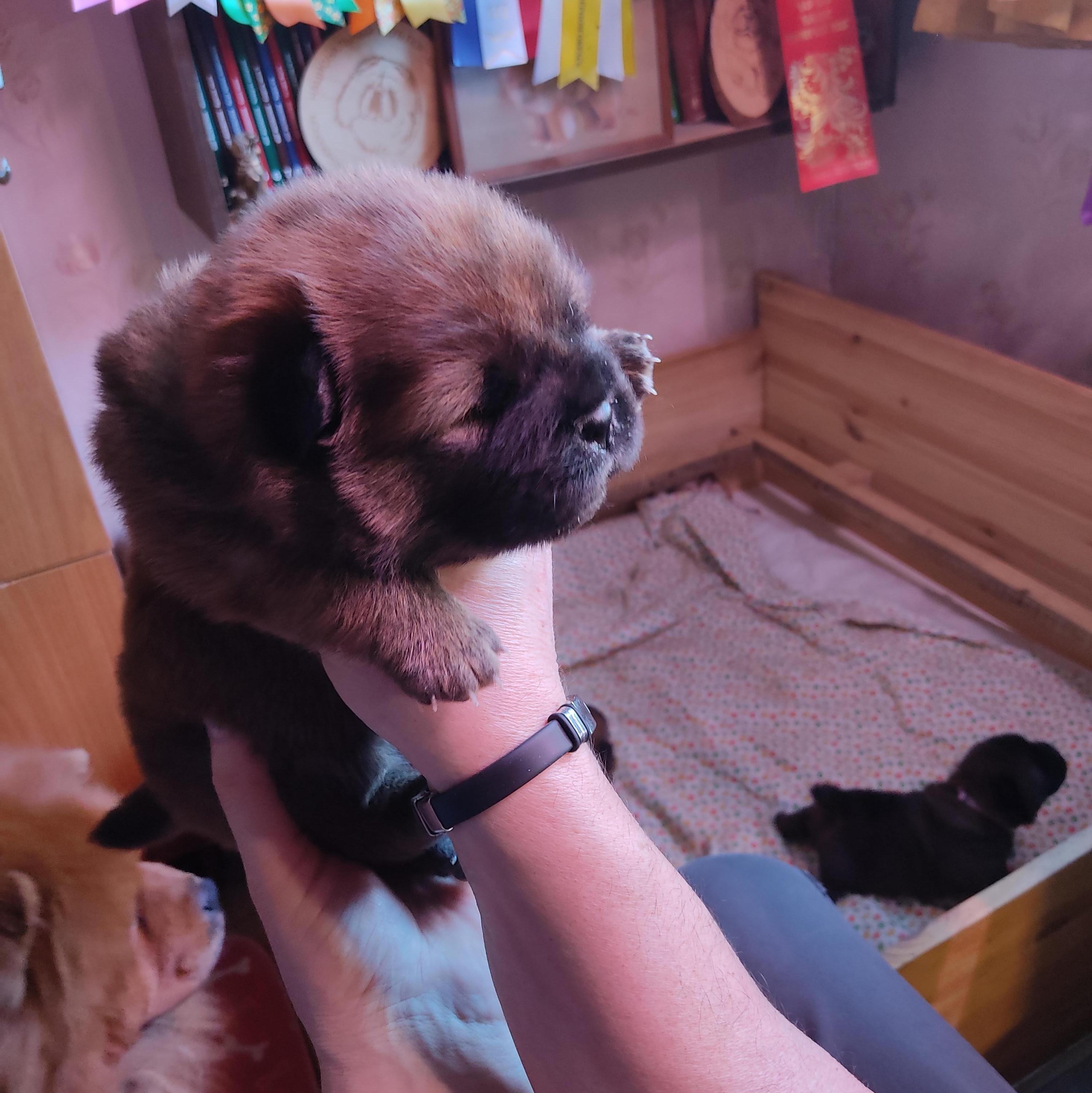 Клото Сани Анджонг