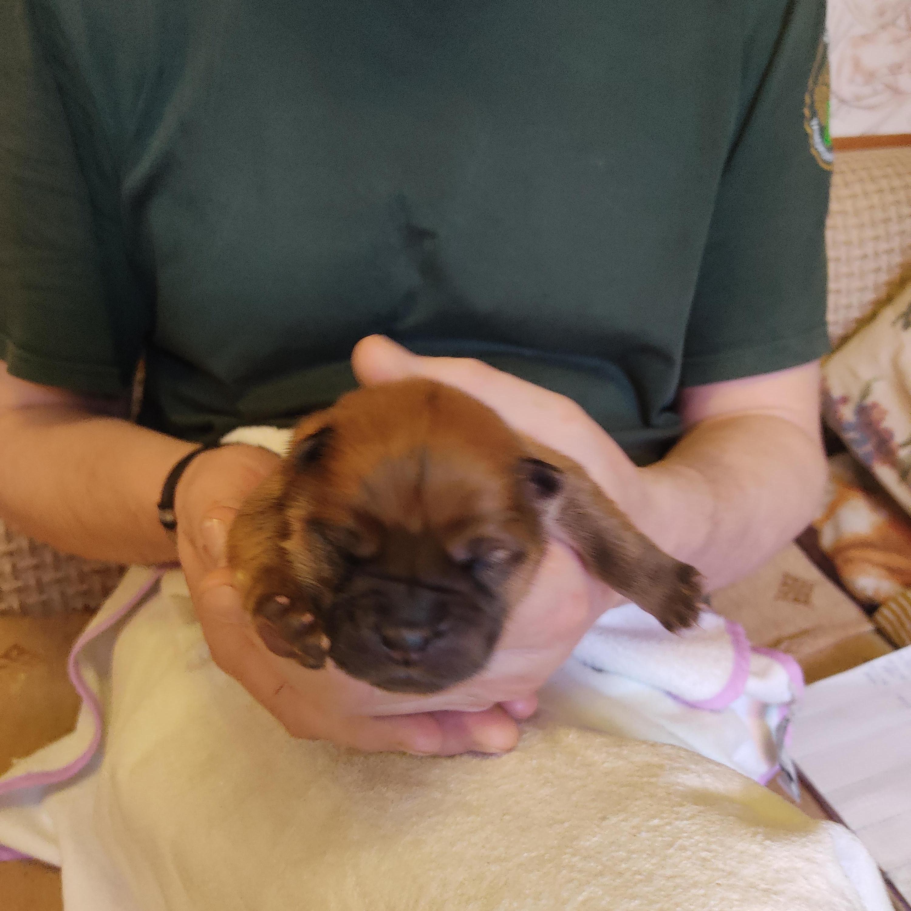 Клото Сани Анджонг