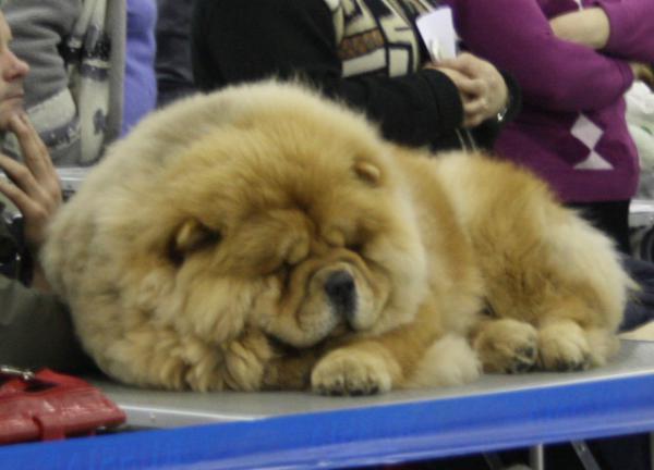 Цезарь 12 месяцев Евразия-2011