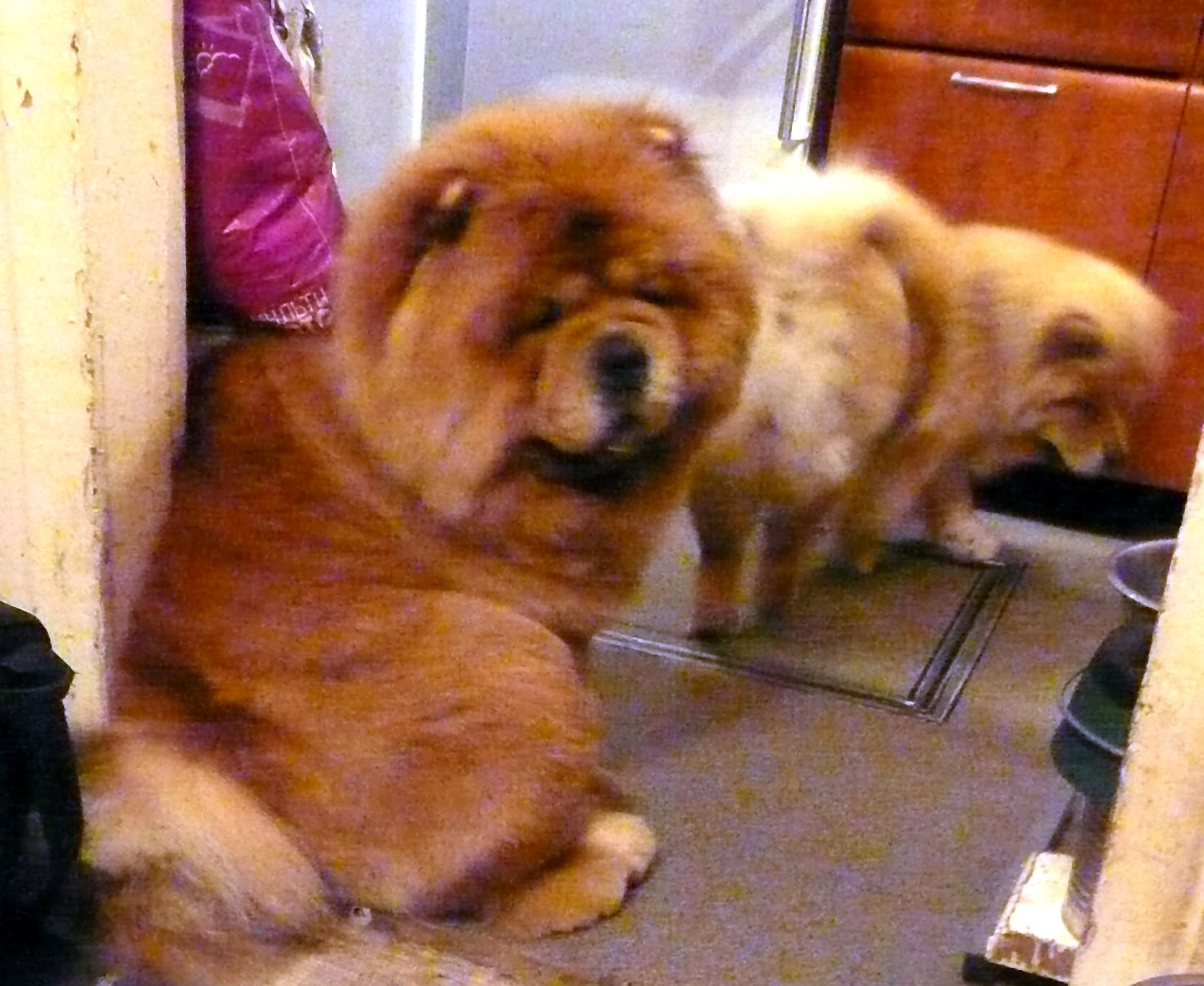 Цезарь 31 месяц