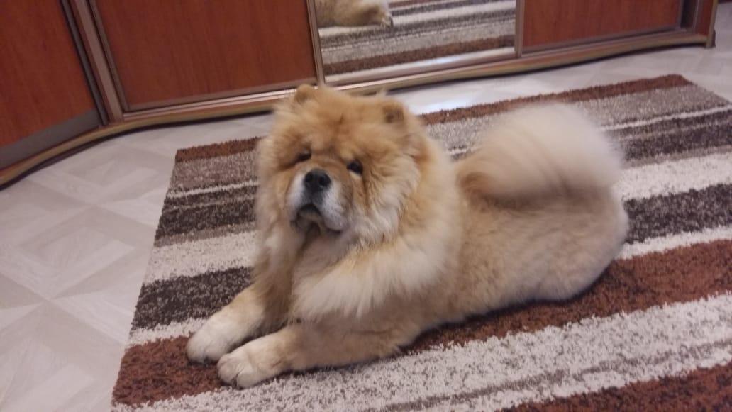 Клото Сантия Ли Мей 