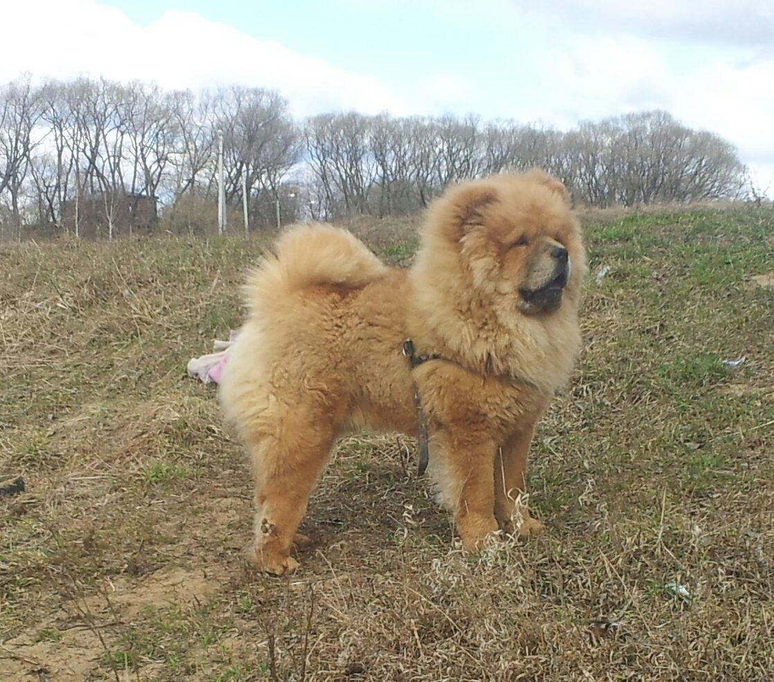 Клото Сантия Ли Мей 