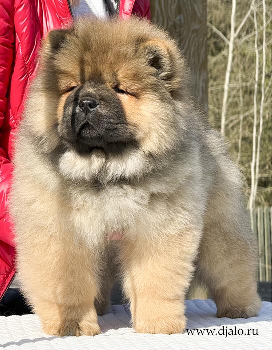 Осенний  Поцелуй Файер Сталкер (Сеня) - 1,5 месяца