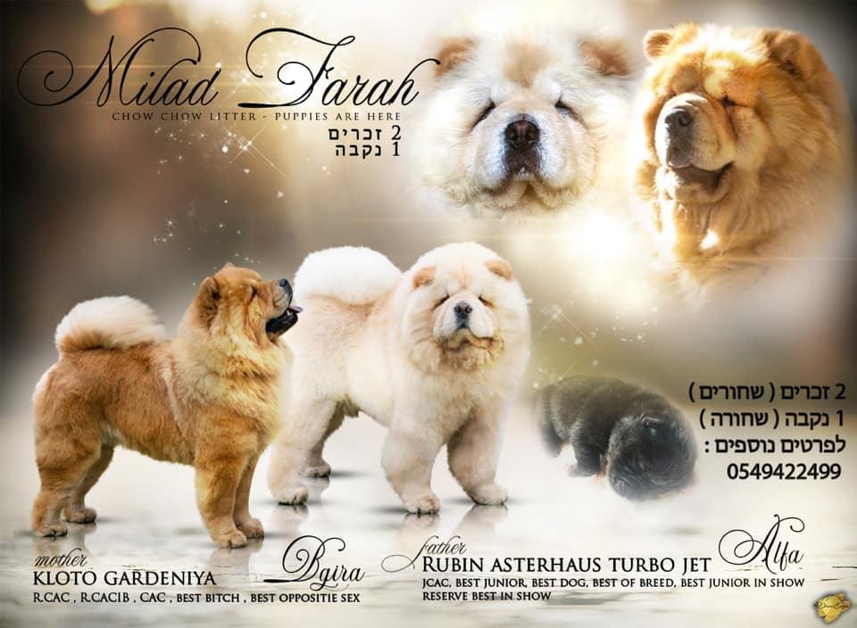 Клото Саманта Кобаджио