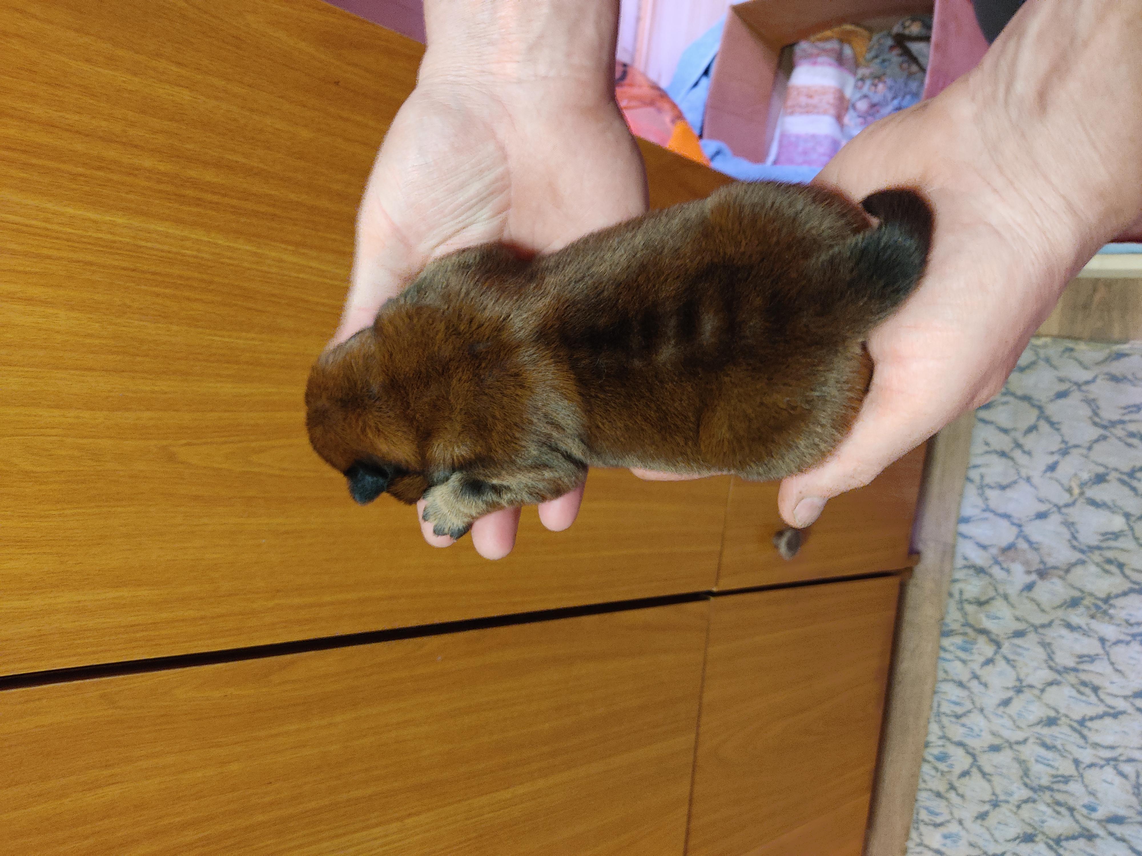 Клото Сани Анджонг