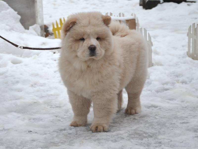 Клото Стефания Гуанчжоу