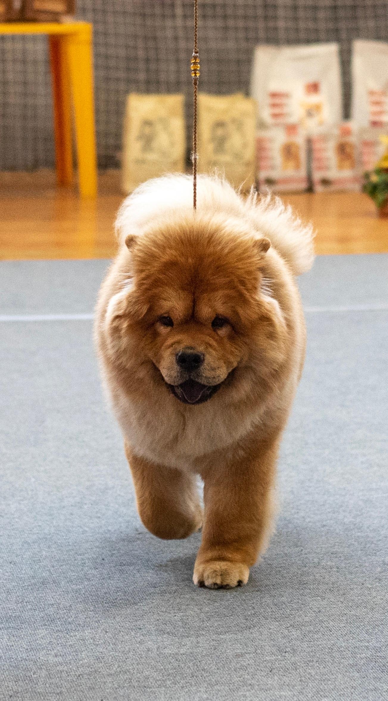 Клото Сантия Ли Мей 