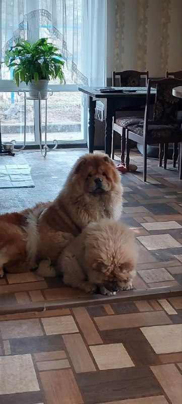 Клото Сантия Ли Мей 