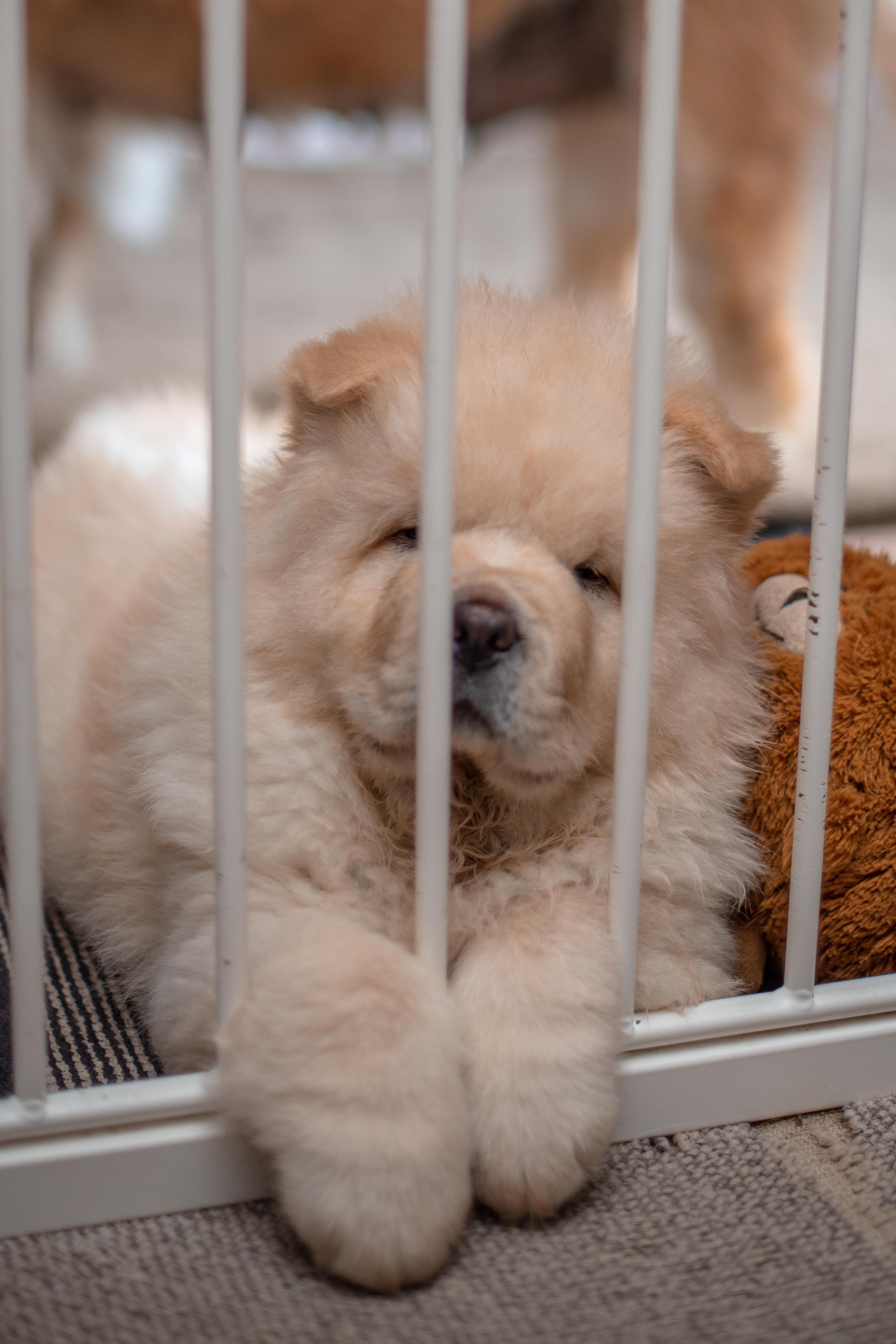 Клото Саманта Кобаджио