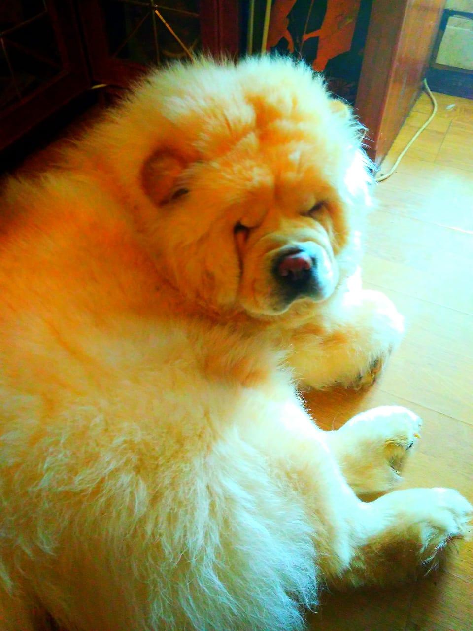 Клото Саманта Кобаджио