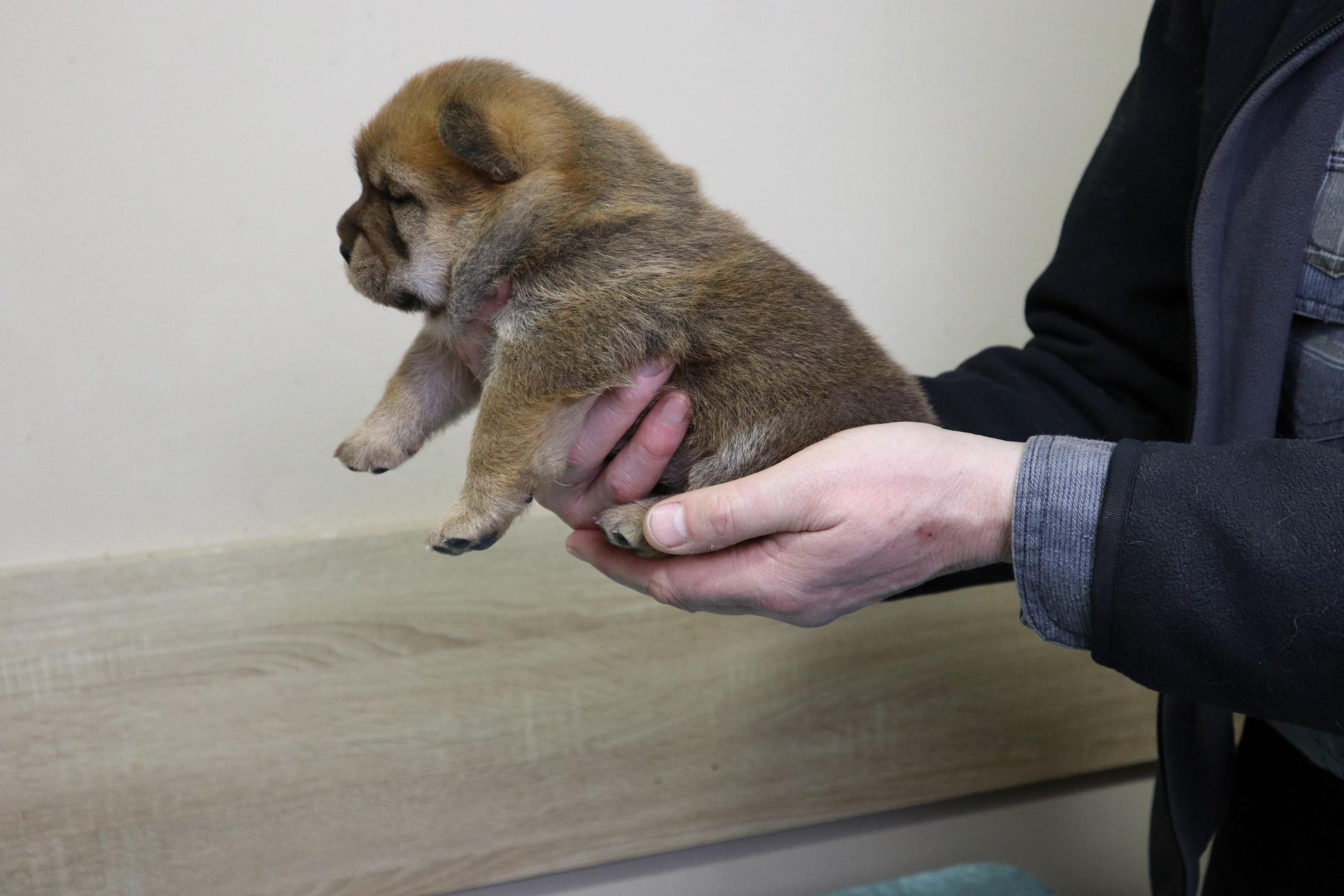 Клото Сани Анджонг