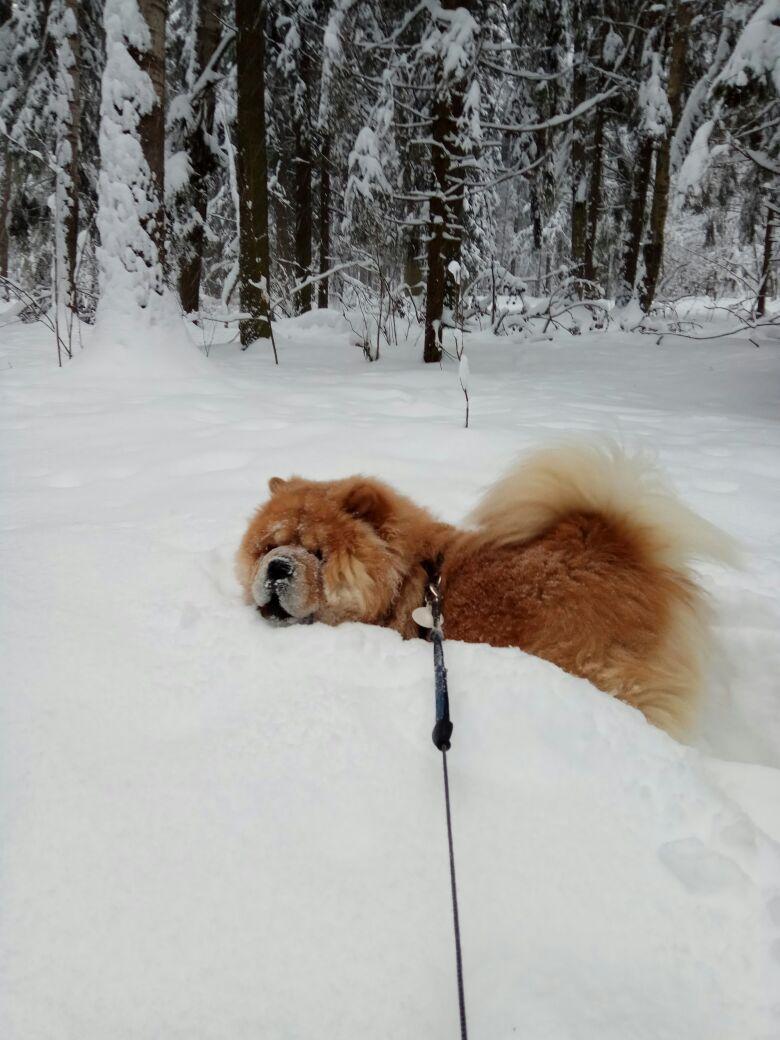 Клото Сантия Ли Мей 