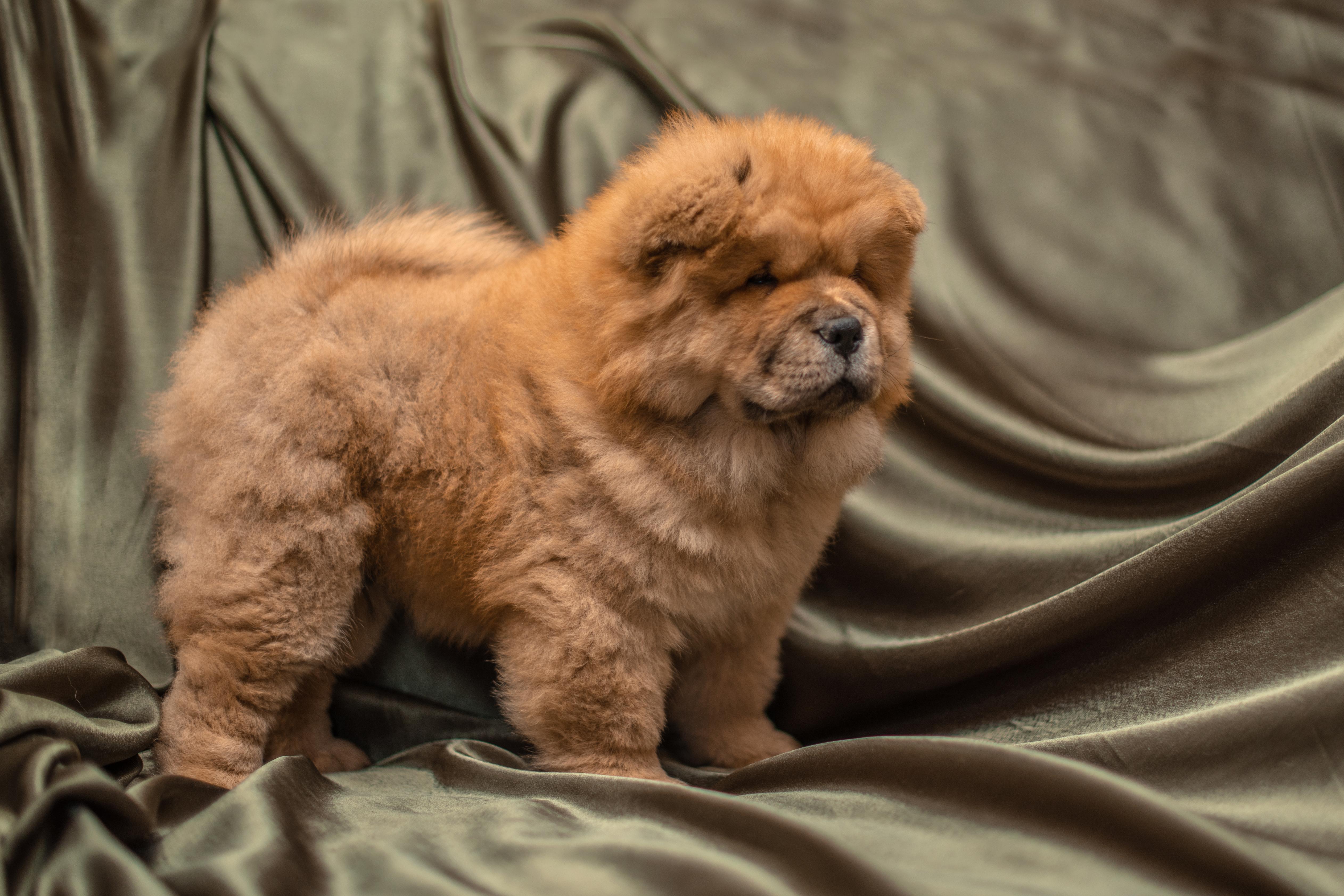 Клото Сани Анджонг