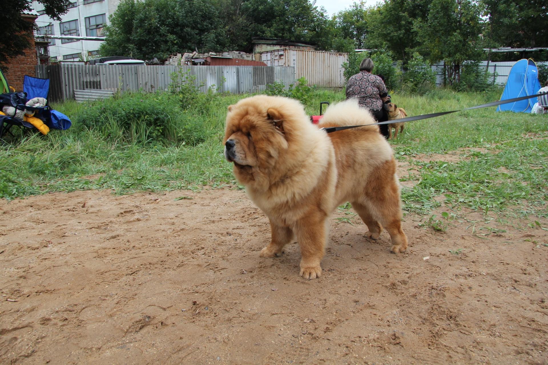 Сеня - 10 месяцев - Сергиев Посад 25.08.2013 - оч.