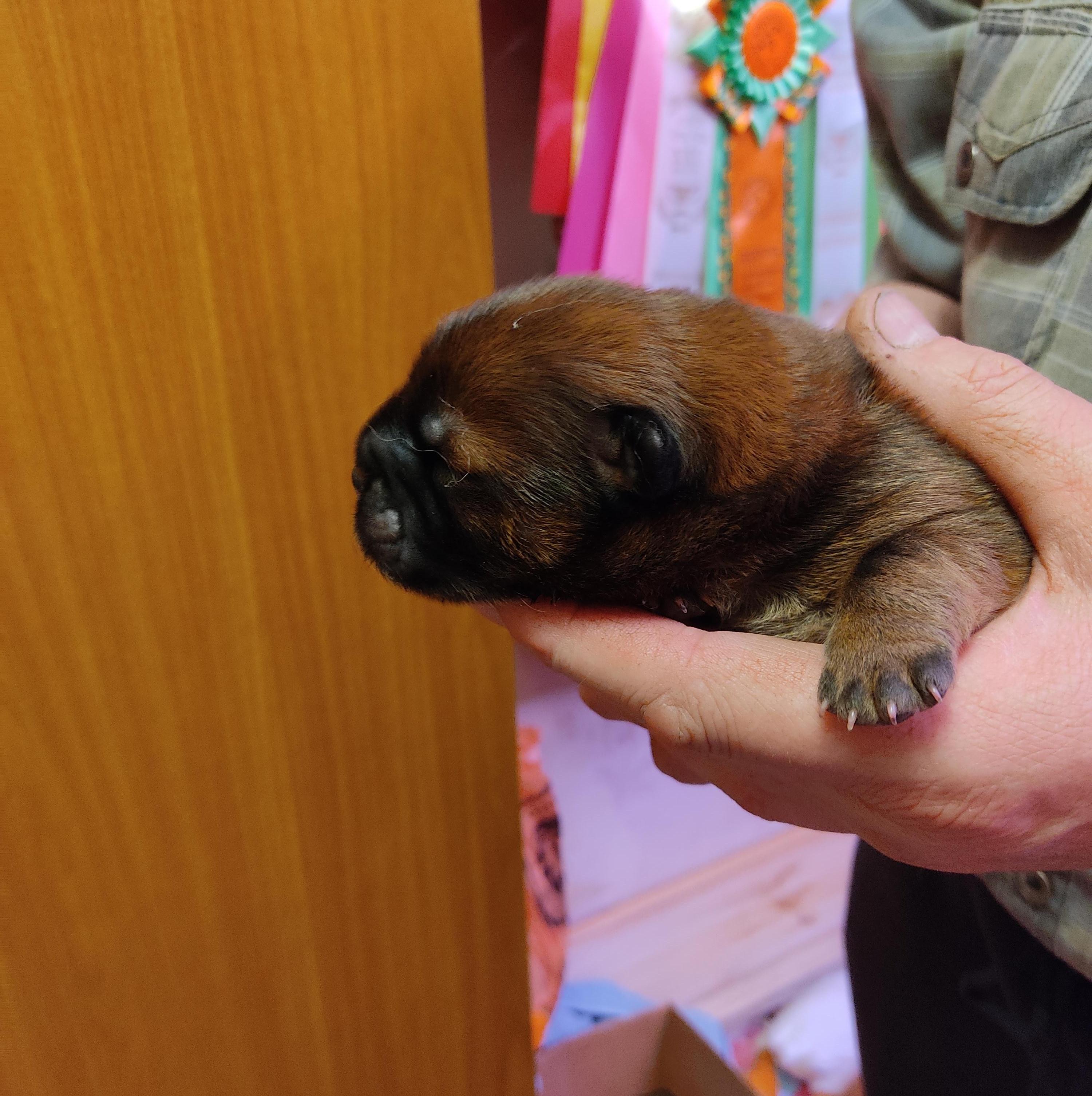 Клото Сани Анджонг