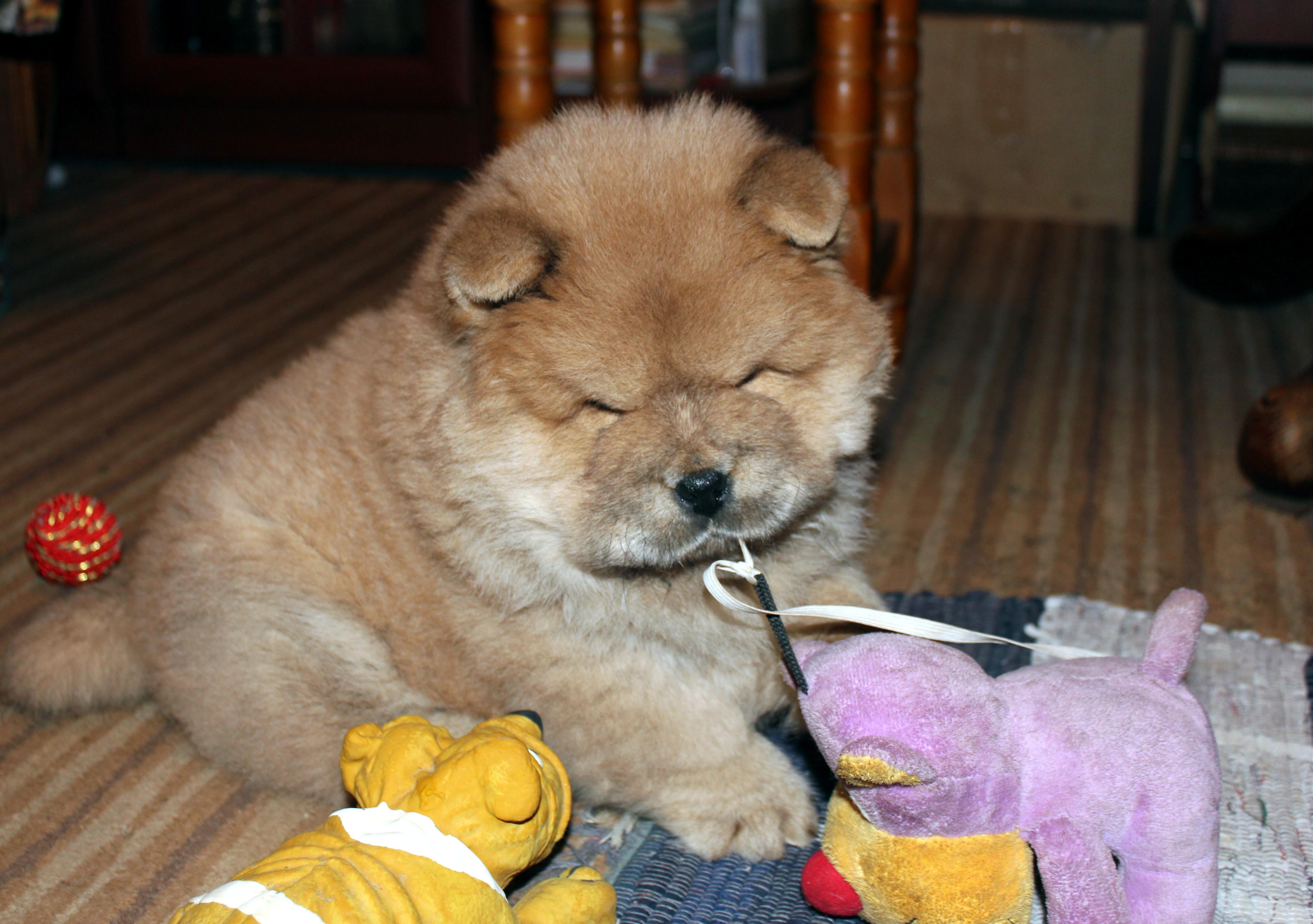 Осенний  Поцелуй Файер Сталкер (Сеня) -  1 месяц и 3 недели