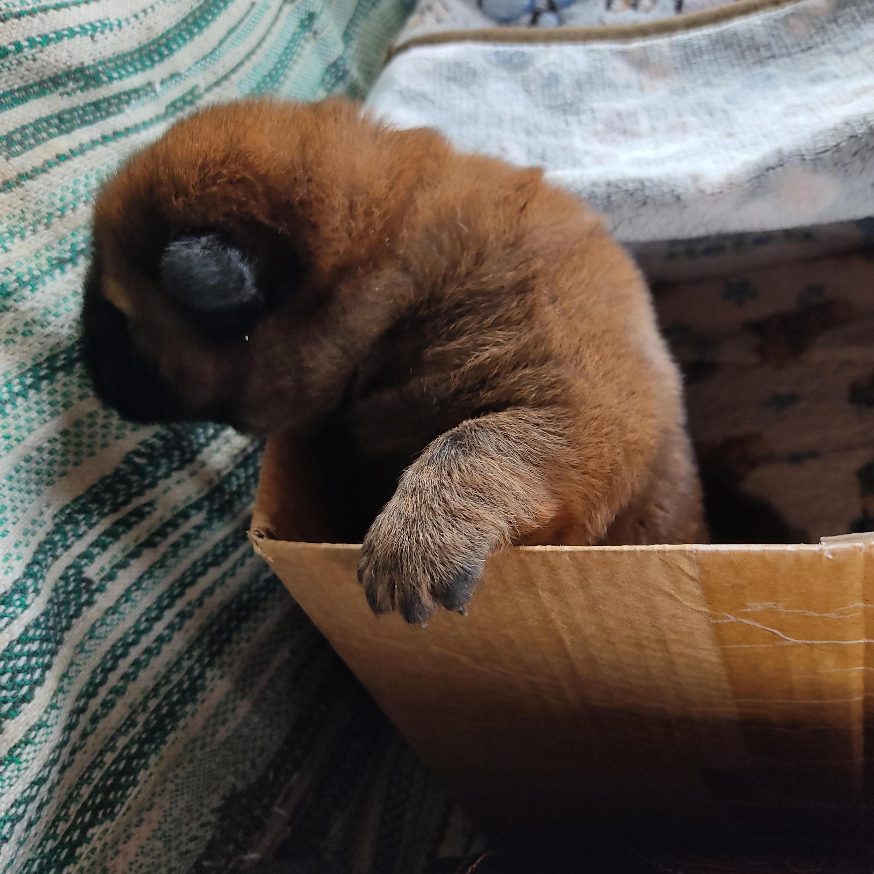 Клото Сани Анджонг