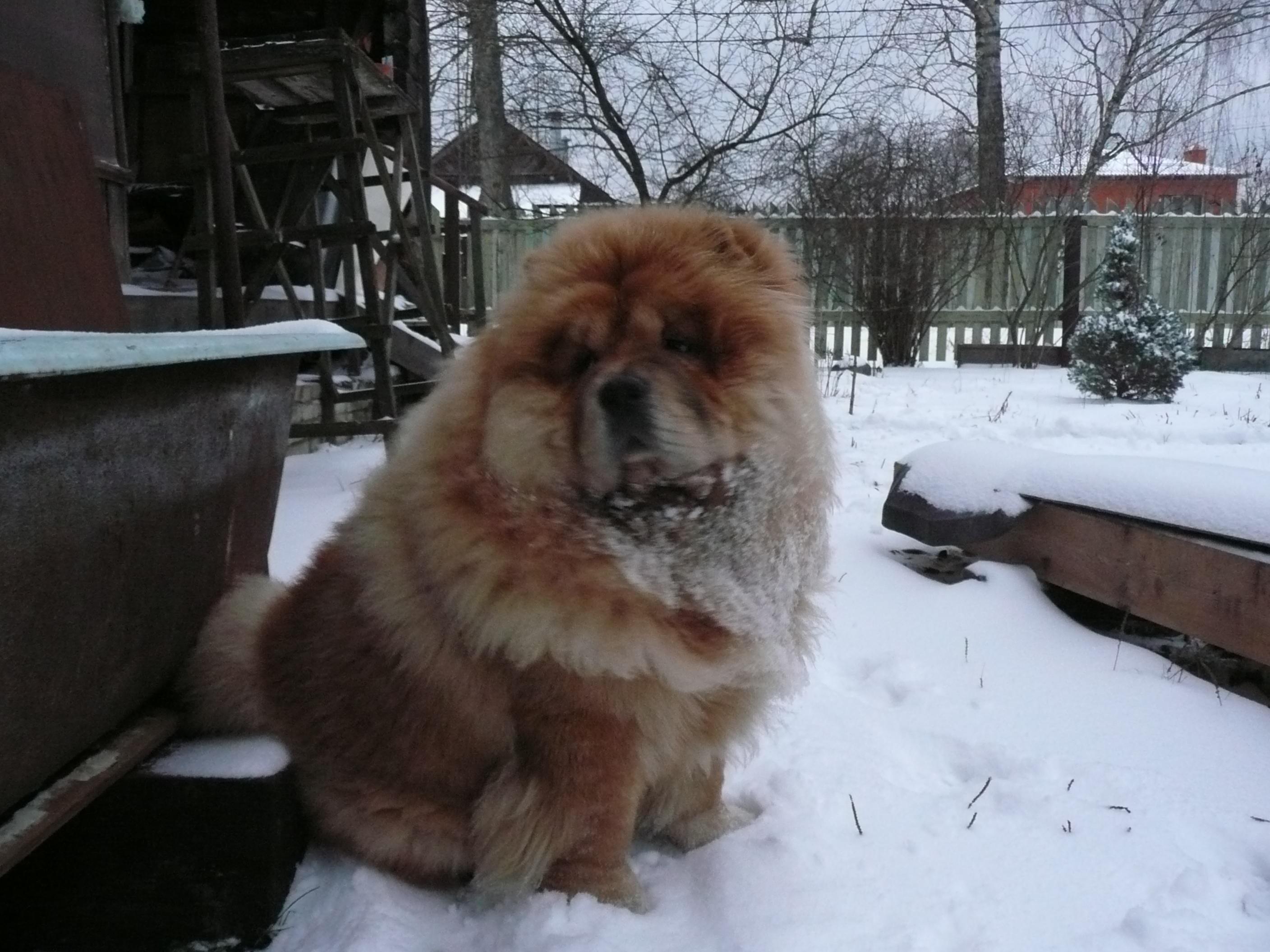 Цезарь 8 месяцев