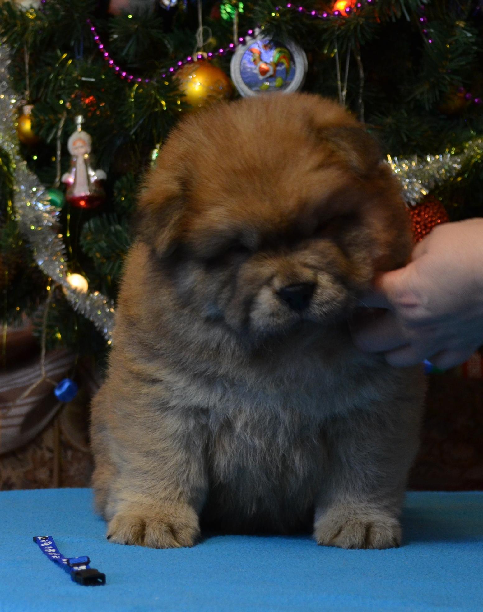 Клото Сани Анджонг