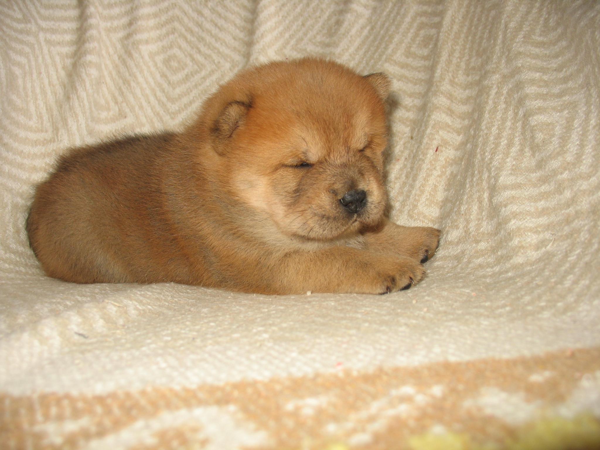 Клото Сантия Ли Мей 