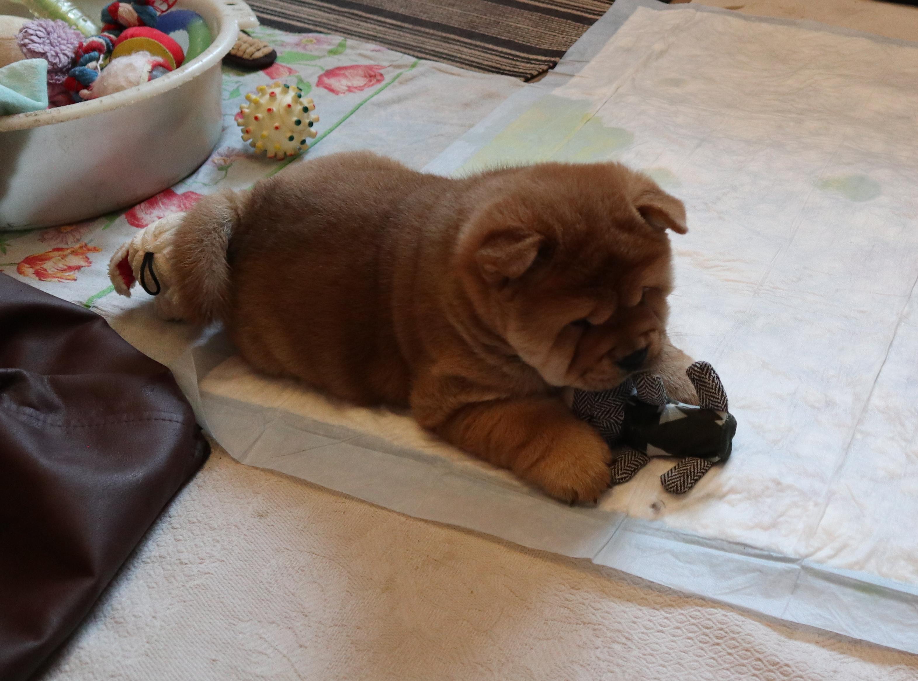 Клото Сани Анджонг