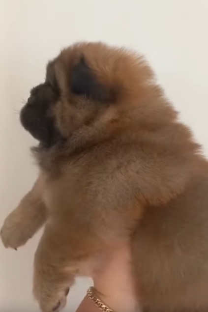 Клото Сантия Ли Мей 