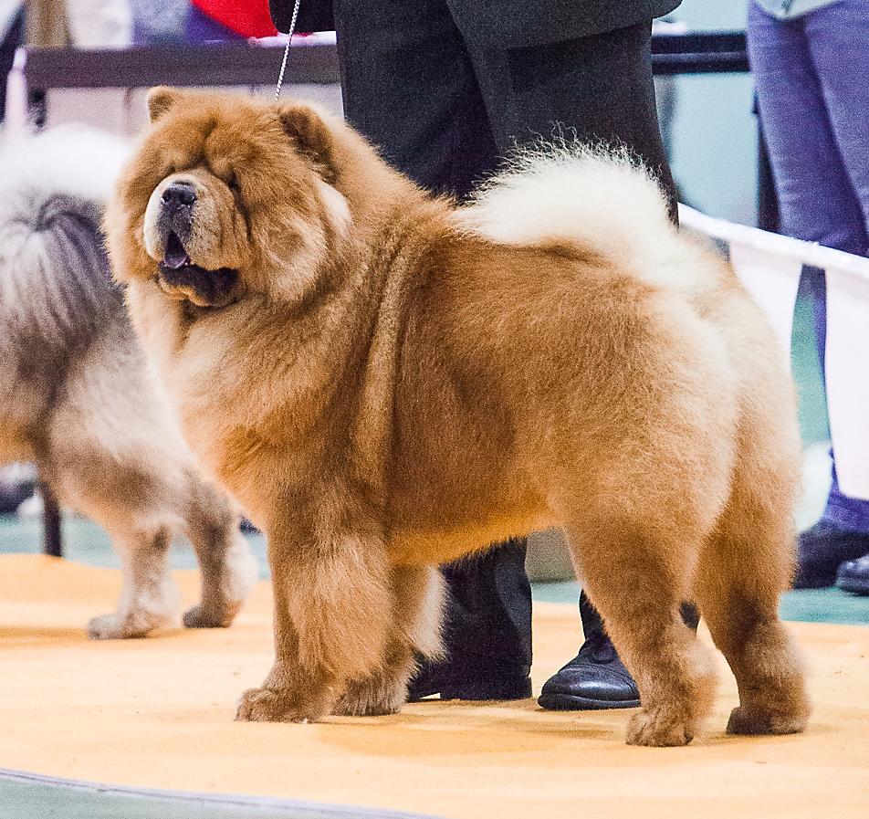 Сеня - 16 месяцев - Фортуна - 23.02.2014 - отл.-1, CW, ЛК, ЧФ, ЛПП