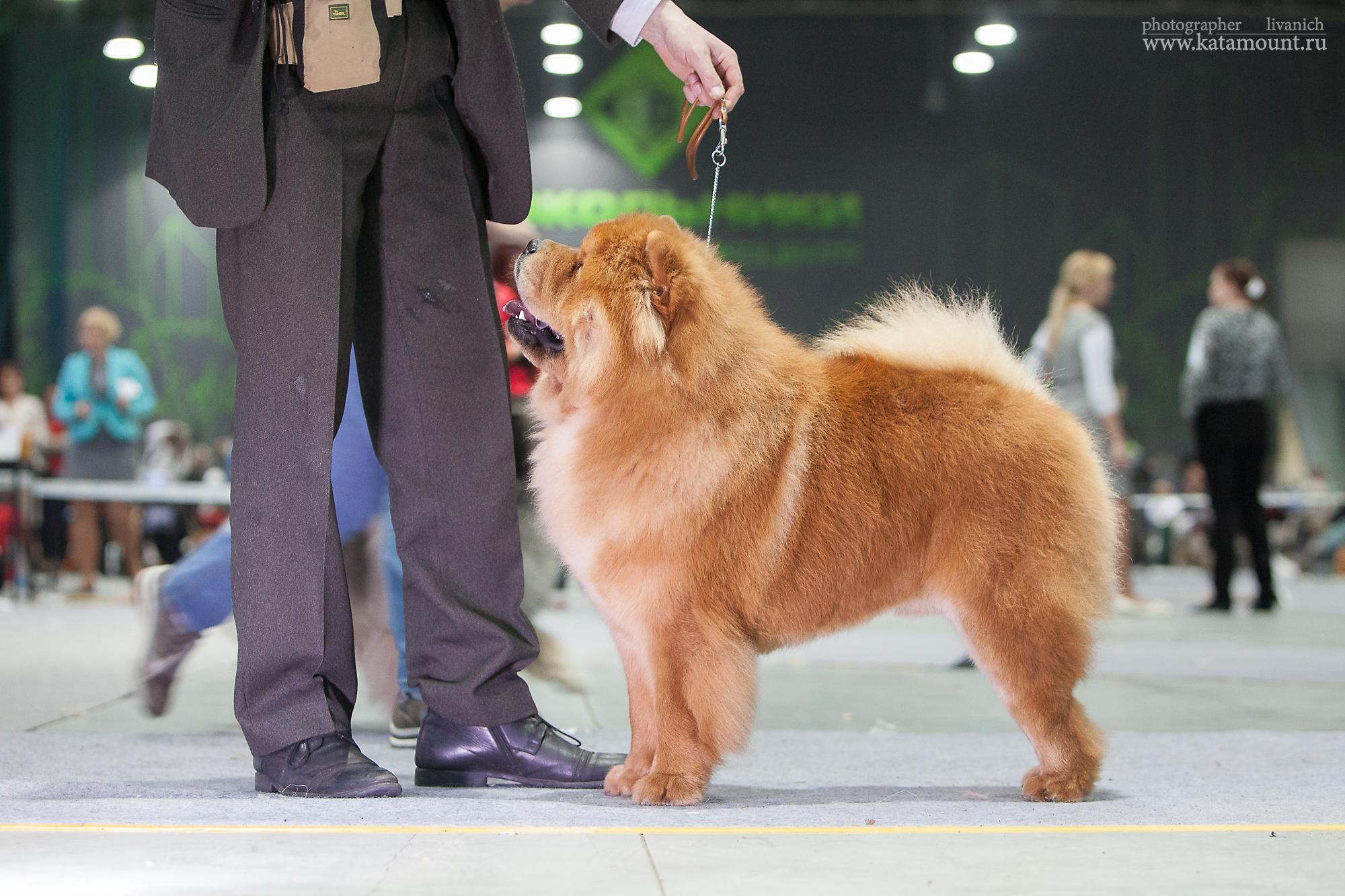 Сеня - 15 месяцев - Фауна - 08.02.2014 - отл., CW, САС, ЧФ