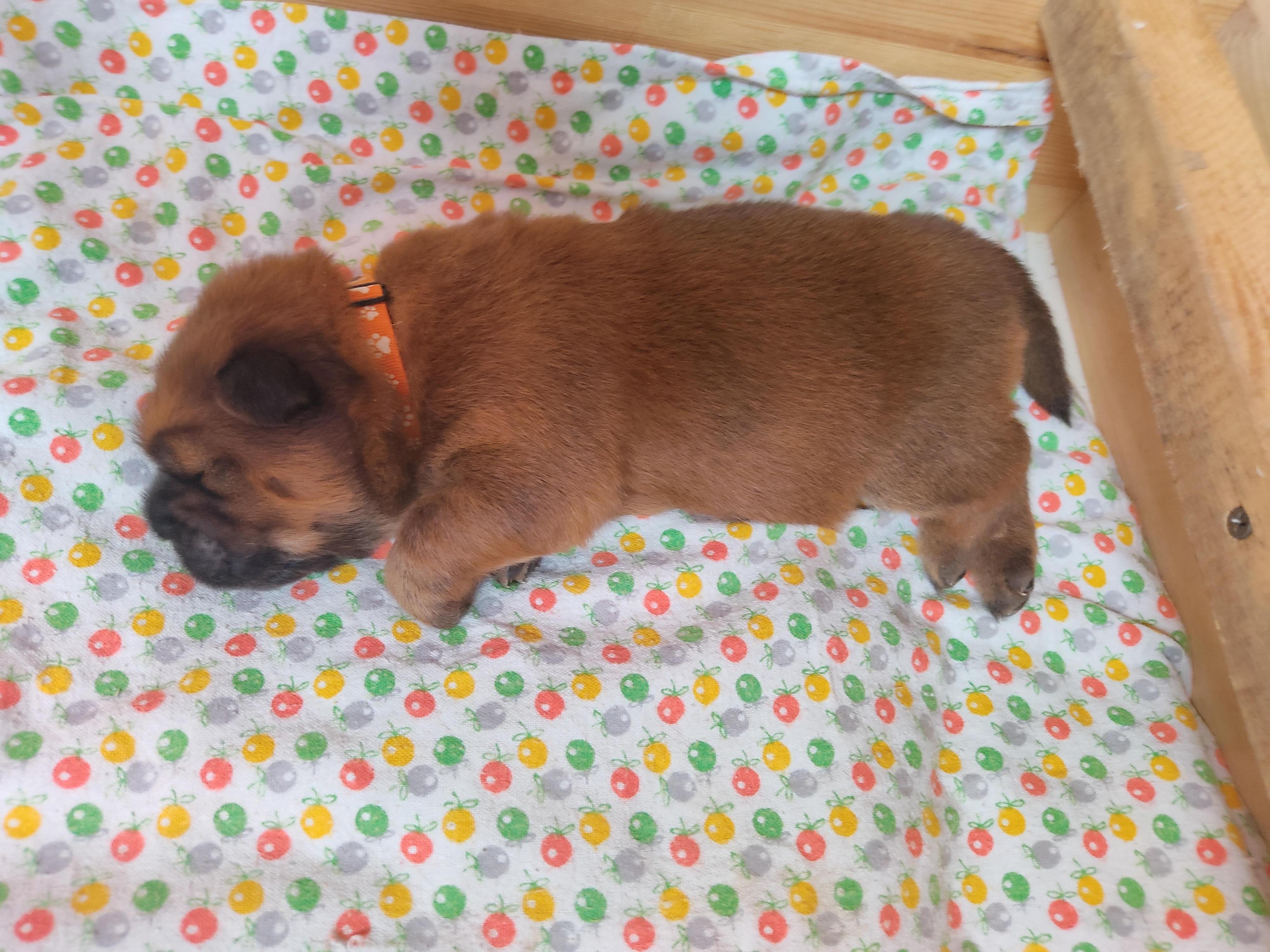 Клото Сани Анджонг