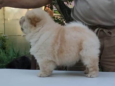 Клото Саманта Кобаджио