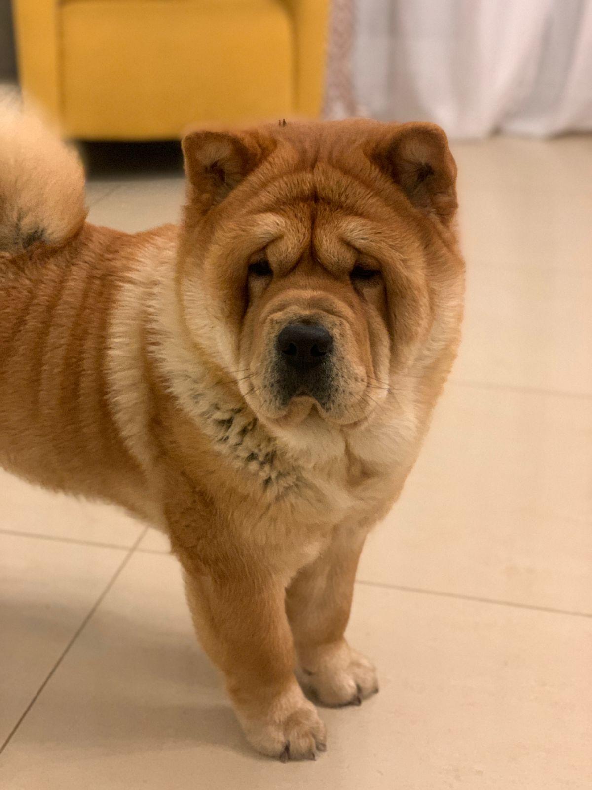 Клото Сани Анджонг