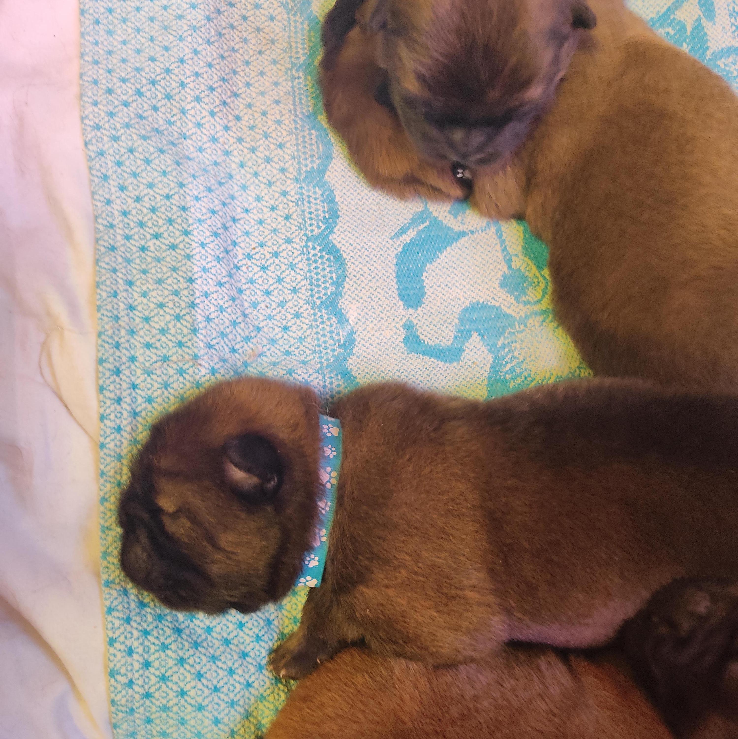 Клото Сани Анджонг