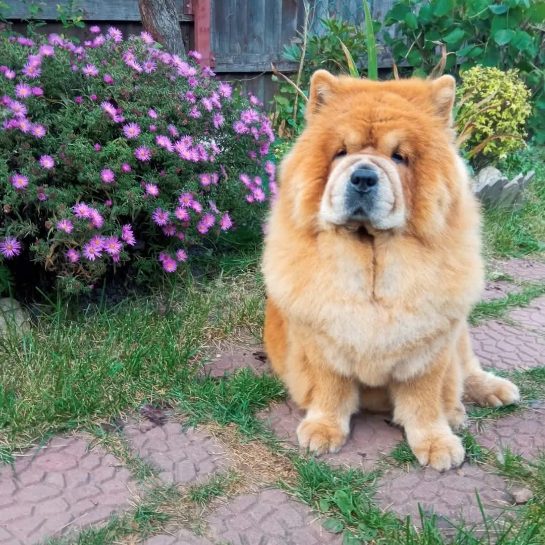 KLOTO AELITA (Эля)