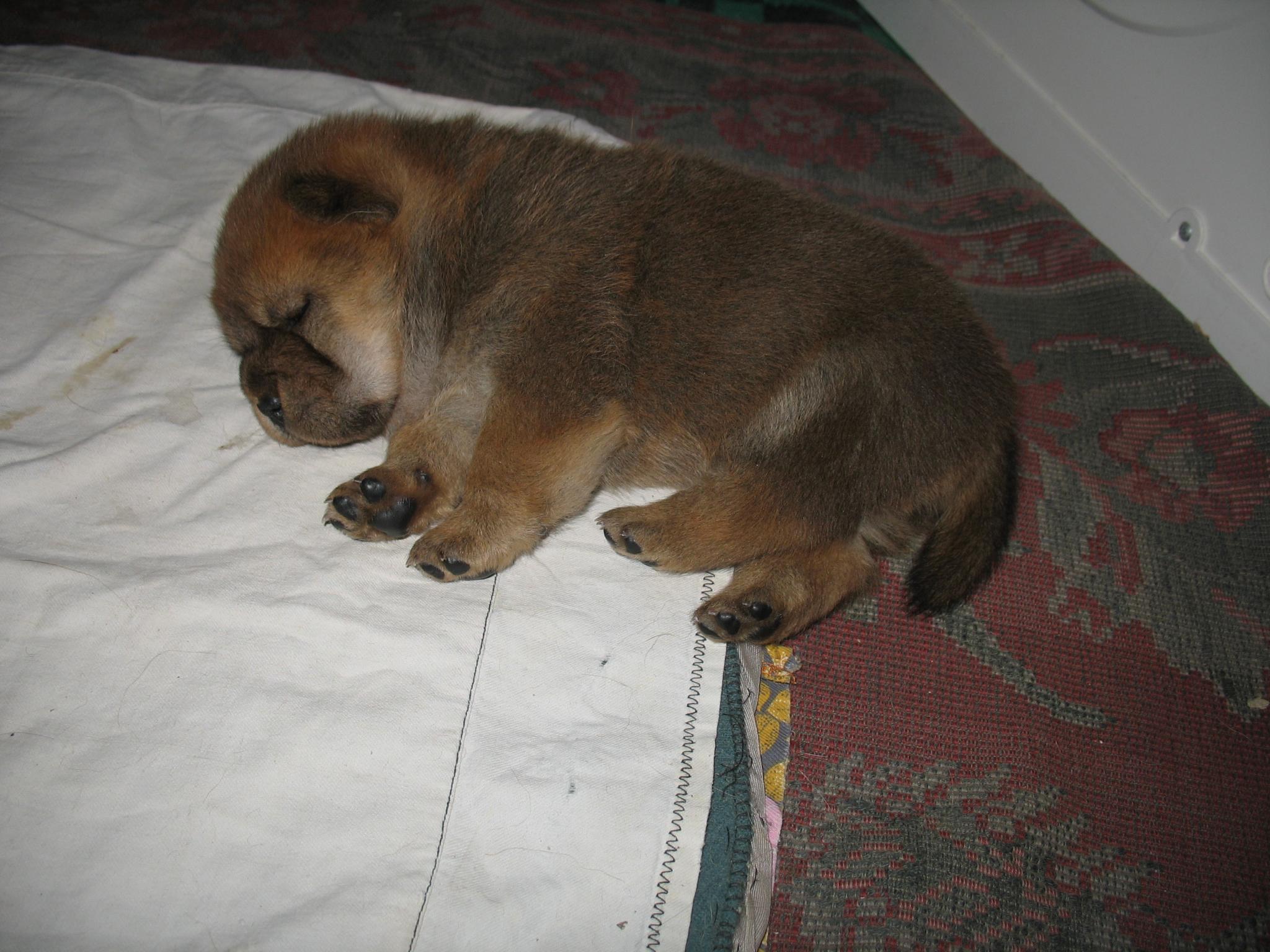 Клото Сани Анджонг