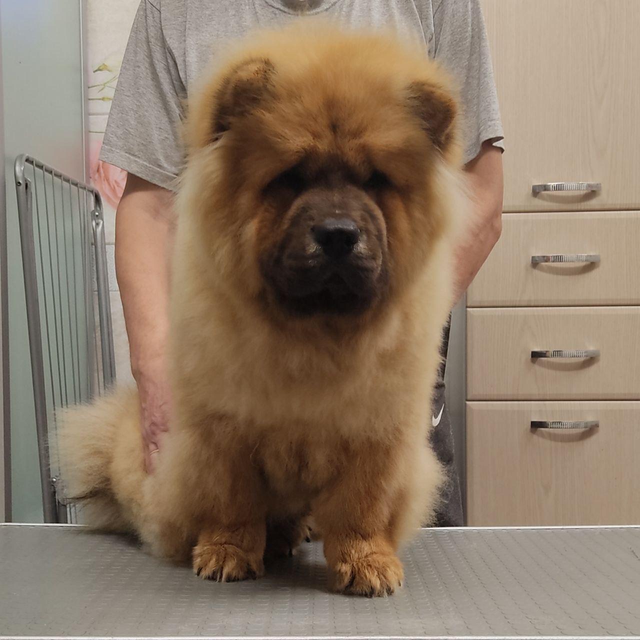 Осенний  Поцелуй Файер Сталкер (Сеня) - 1,5 месяца