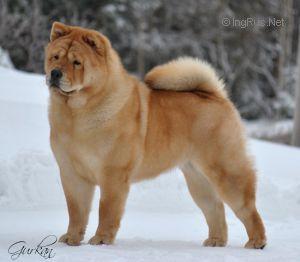 XILLA VAN HET BOSSCHE FRONT