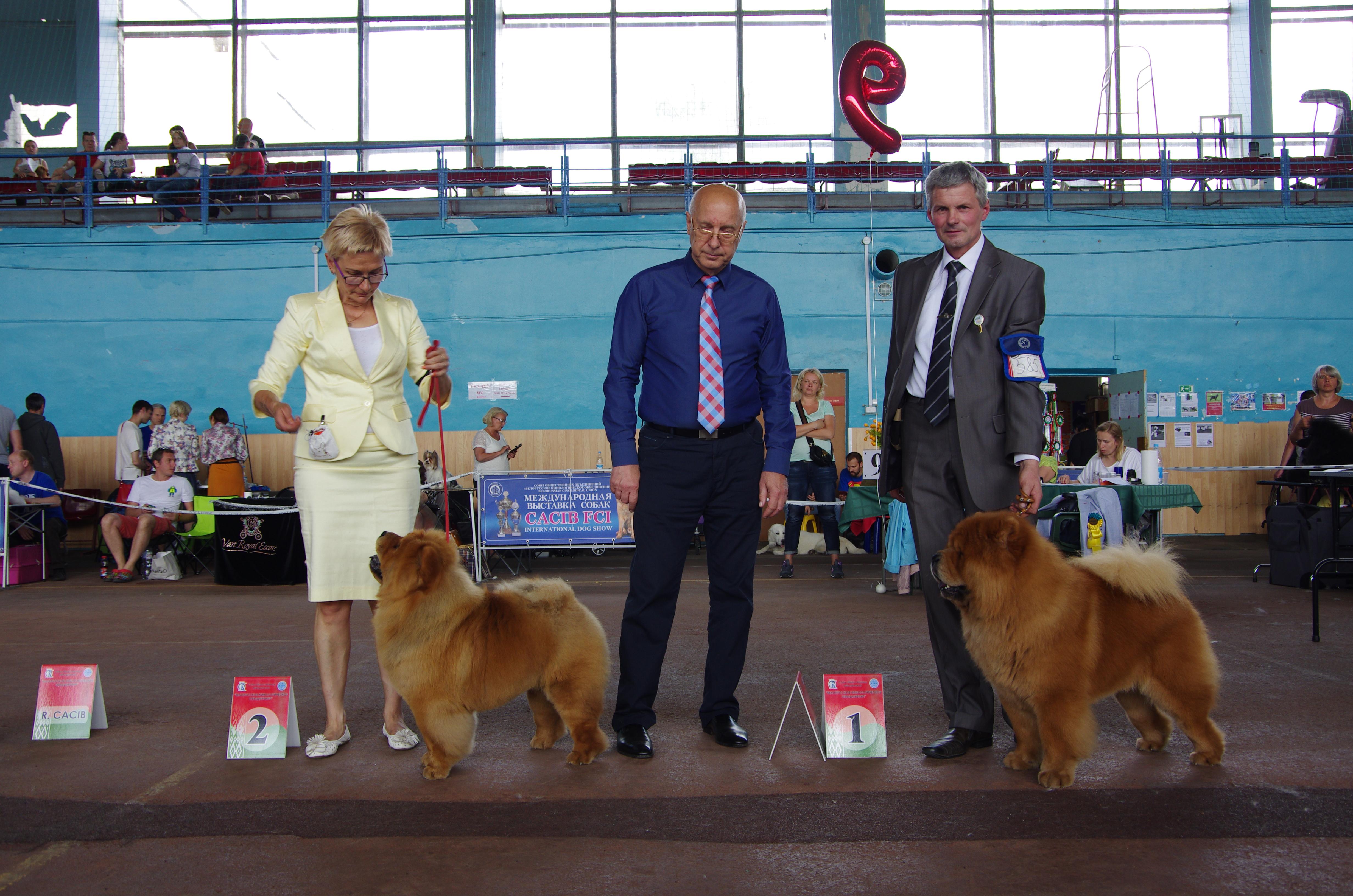 Сеня - 3,5 года - Минск CACIB - 05.06.2016г. - отл.1, CW, ЛК, ЛПП