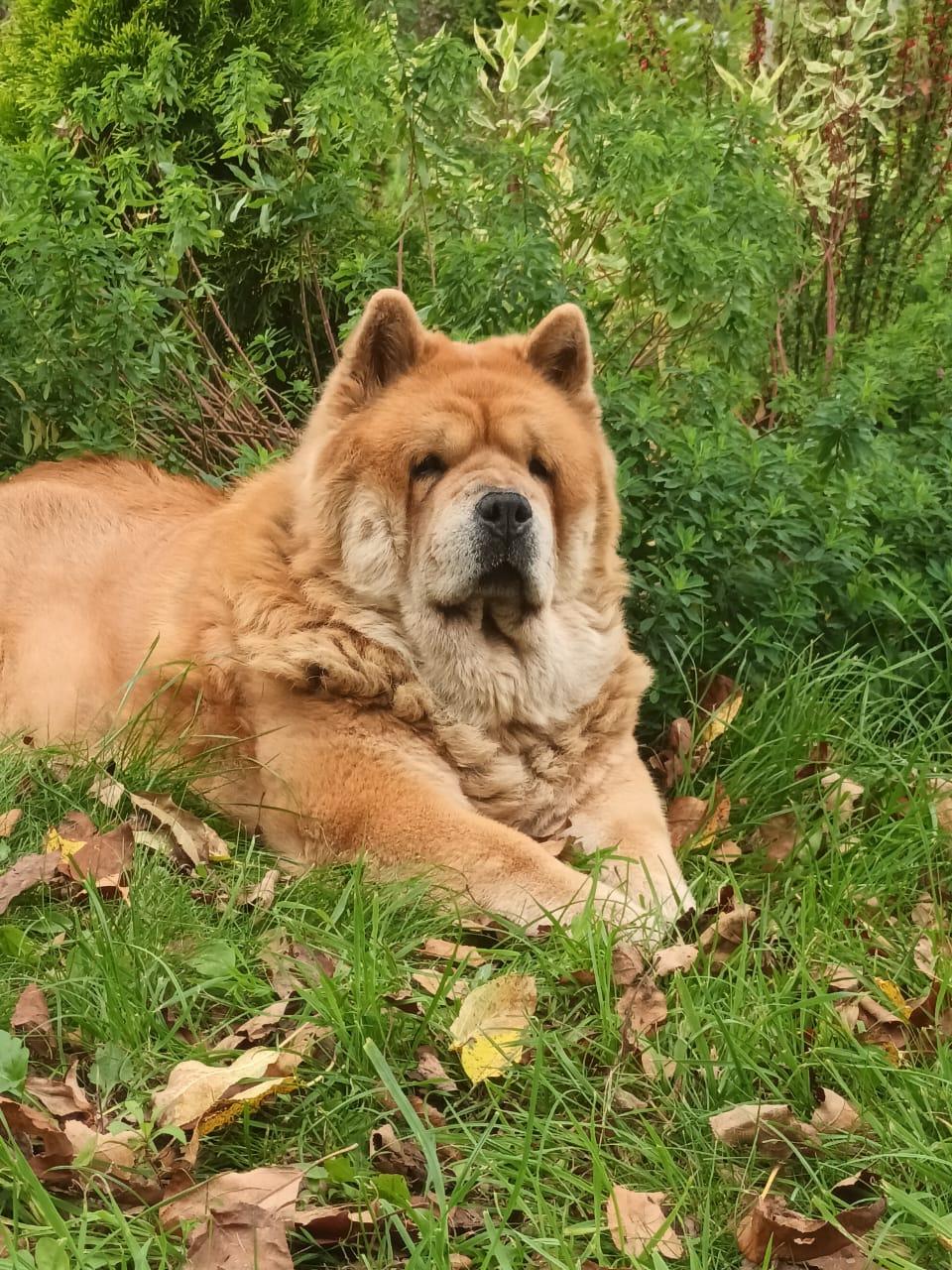 KLOTO BRIZARD MARIYA (Маша)