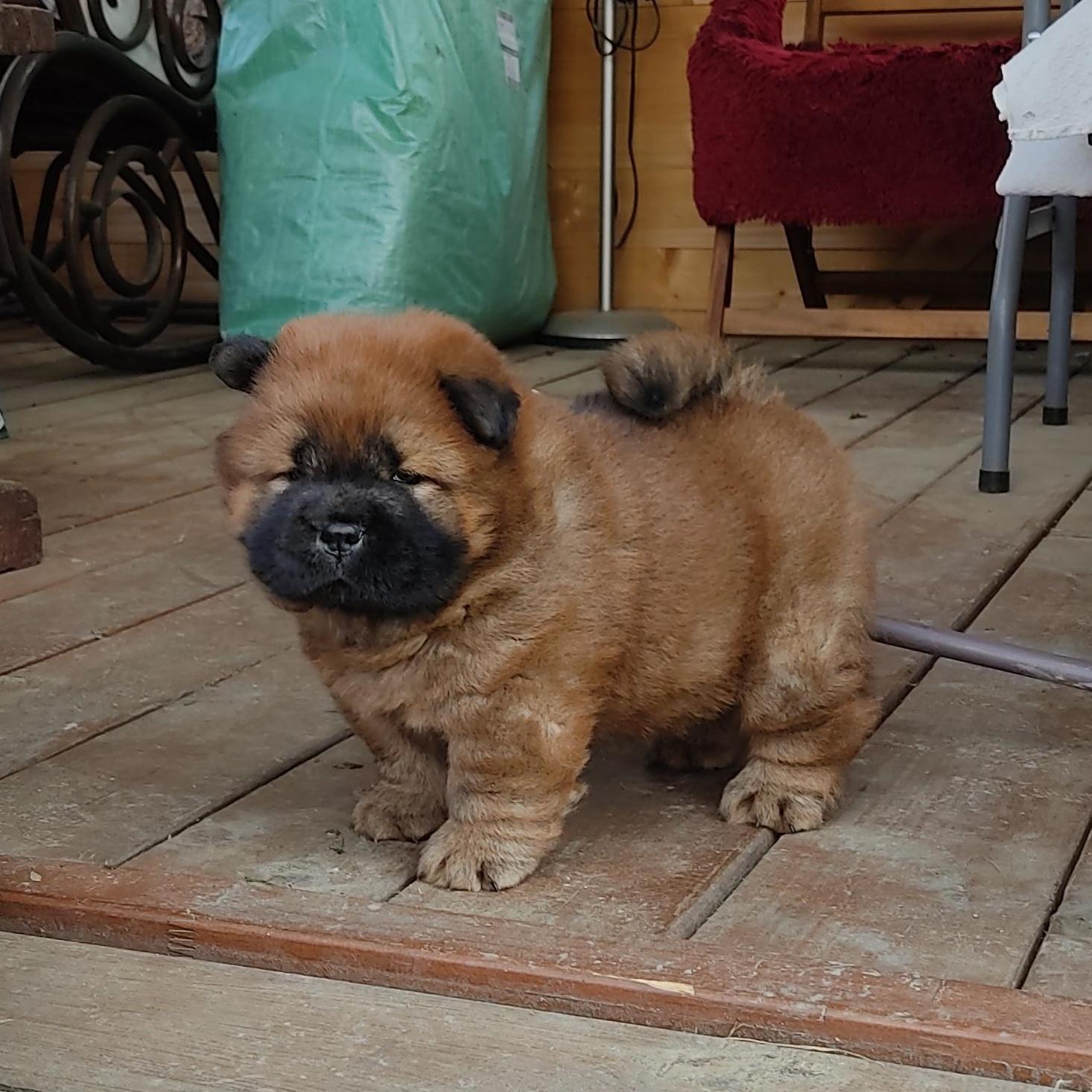 Клото Сани Анджонг