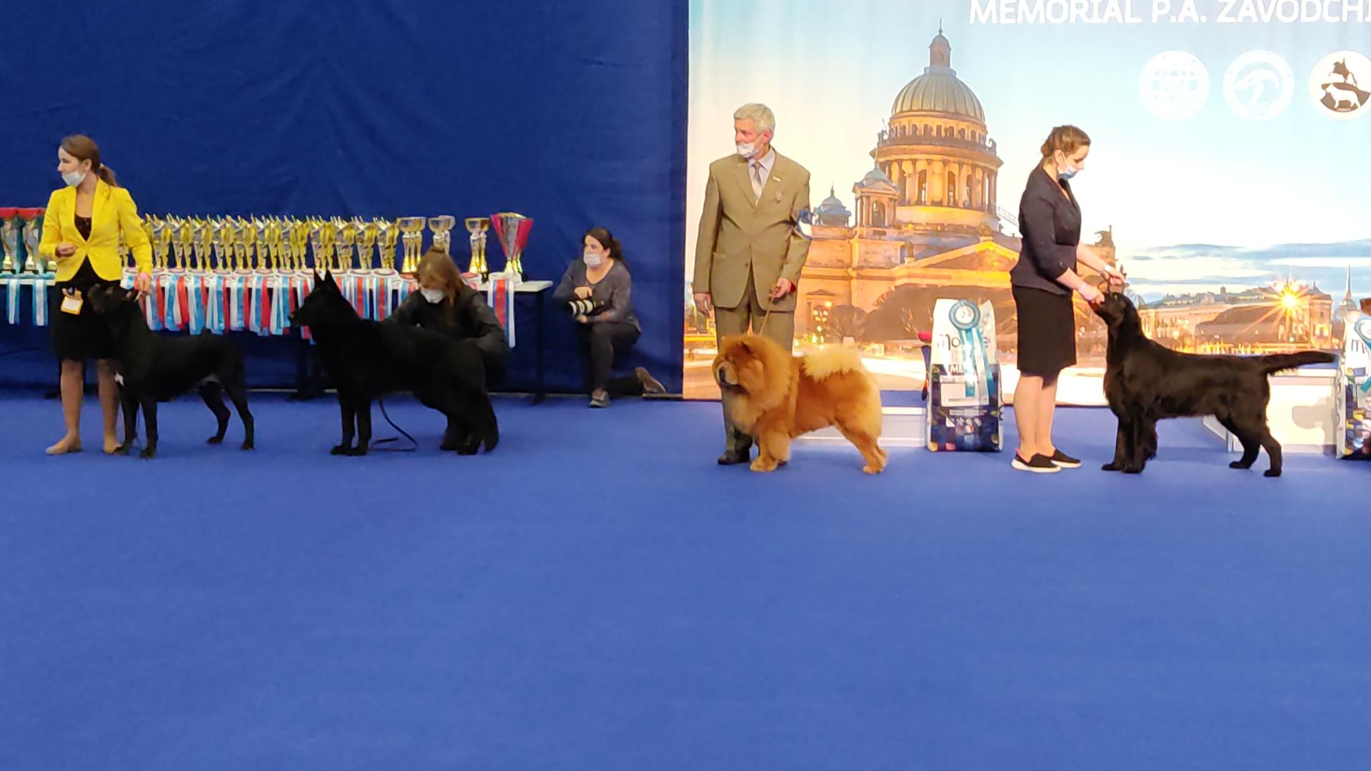 Сеня - 8 лет - г. Сант-Петербург CACIB - 13.12.2020 - отл.1, ЛВ, VКЧК, VCAC