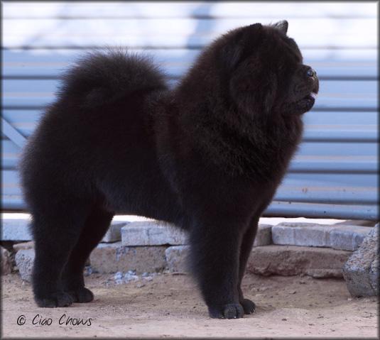 Redcloud Ciao Paint It Black