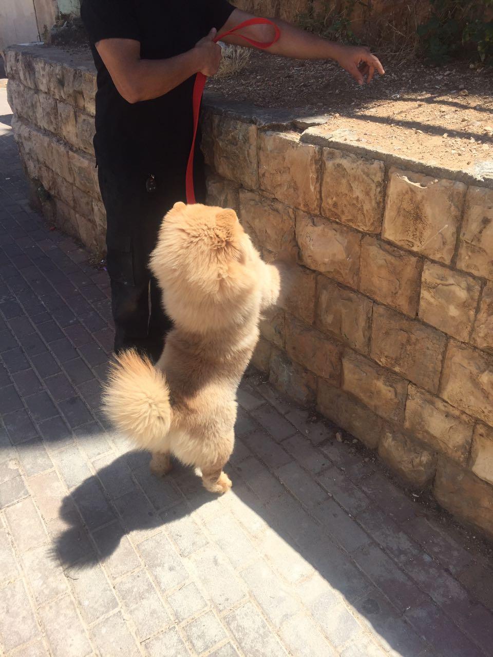 Клото Саманта Кобаджио