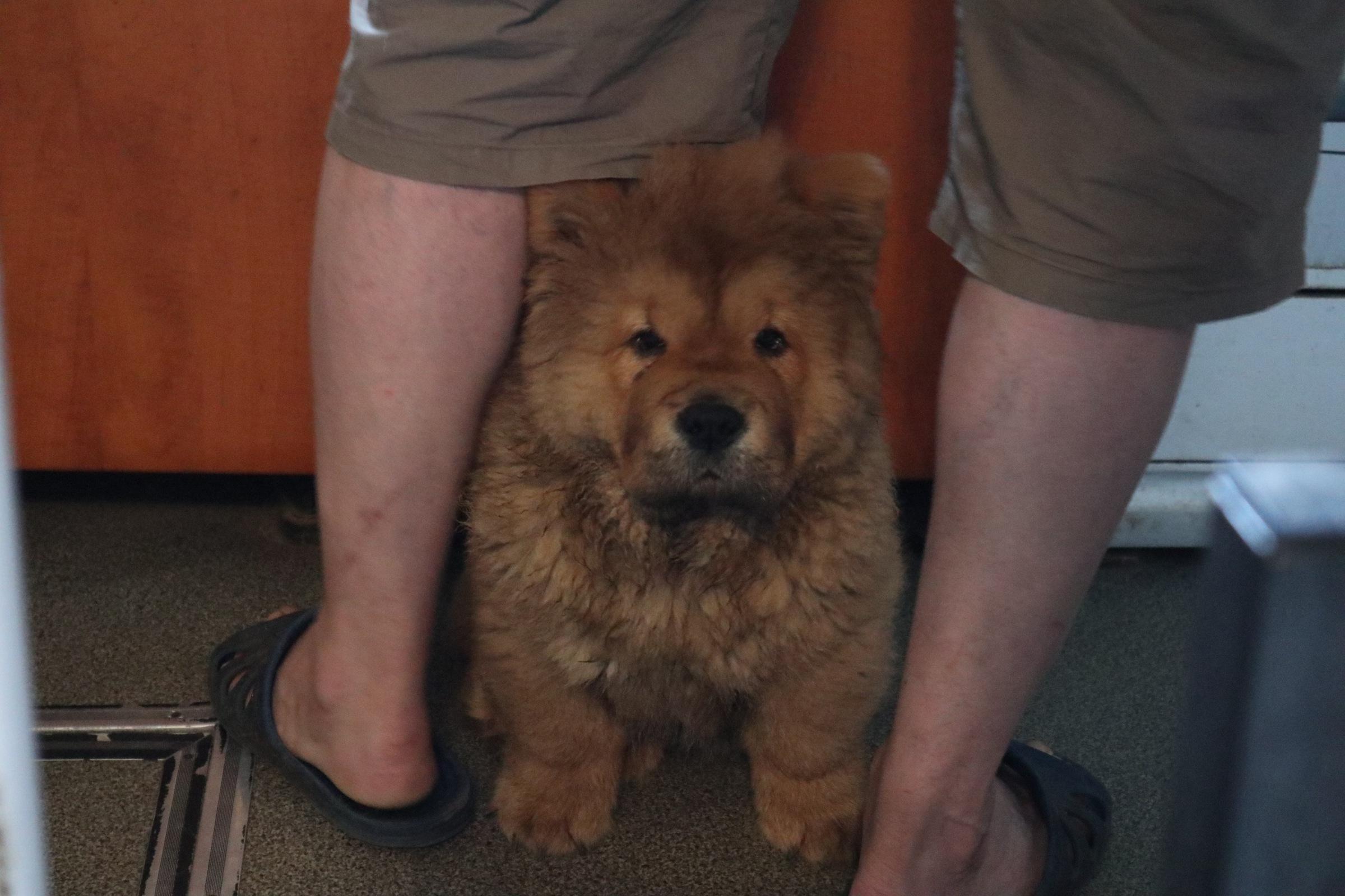 Осенний  Поцелуй Файер Сталкер (Сеня) - 1,5 месяца