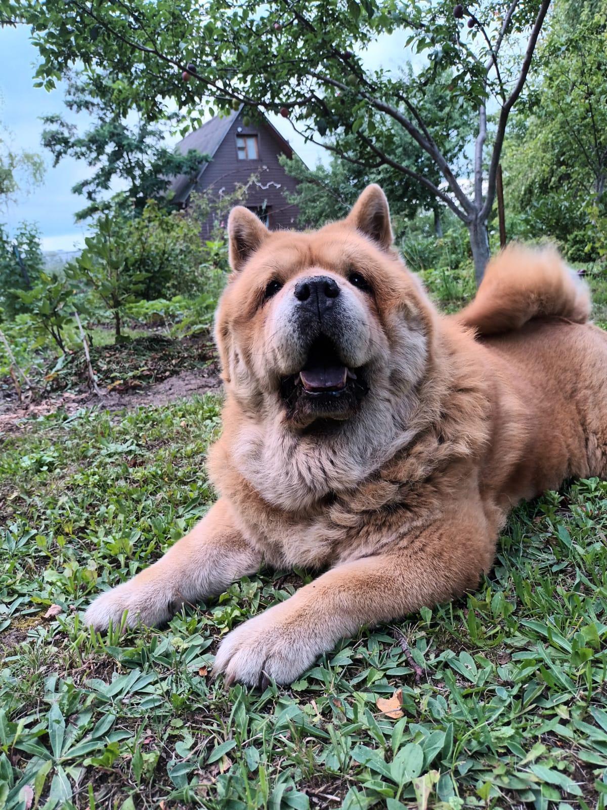 KLOTO BRIZARD MARIYA (Маша)