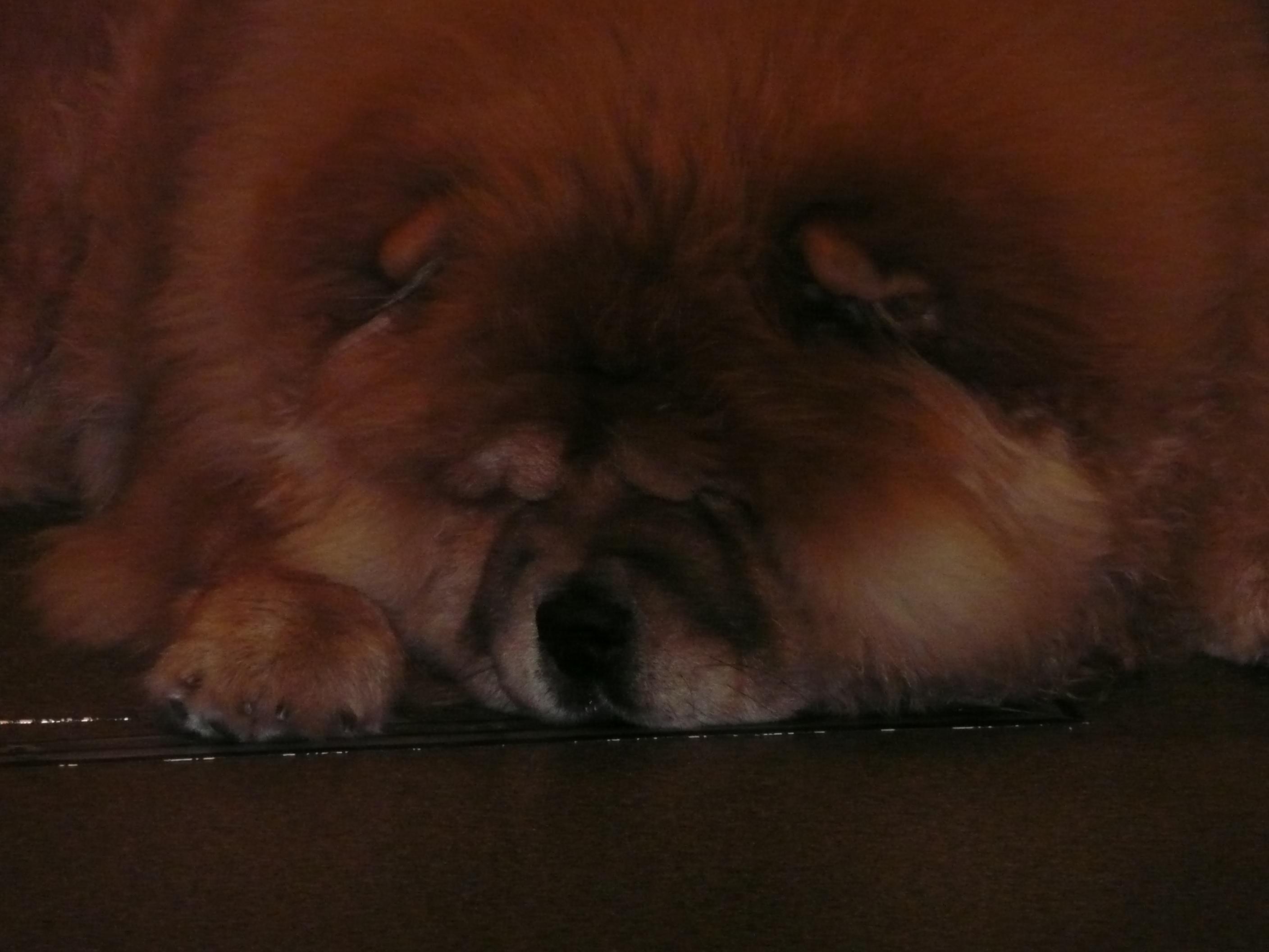 Цезарь 8 месяцев