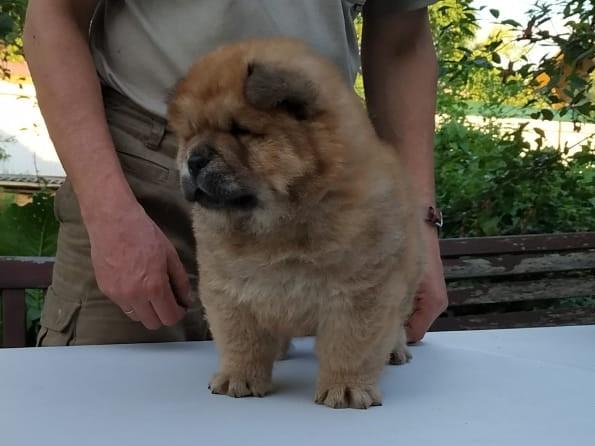 Клото Сани Анджонг