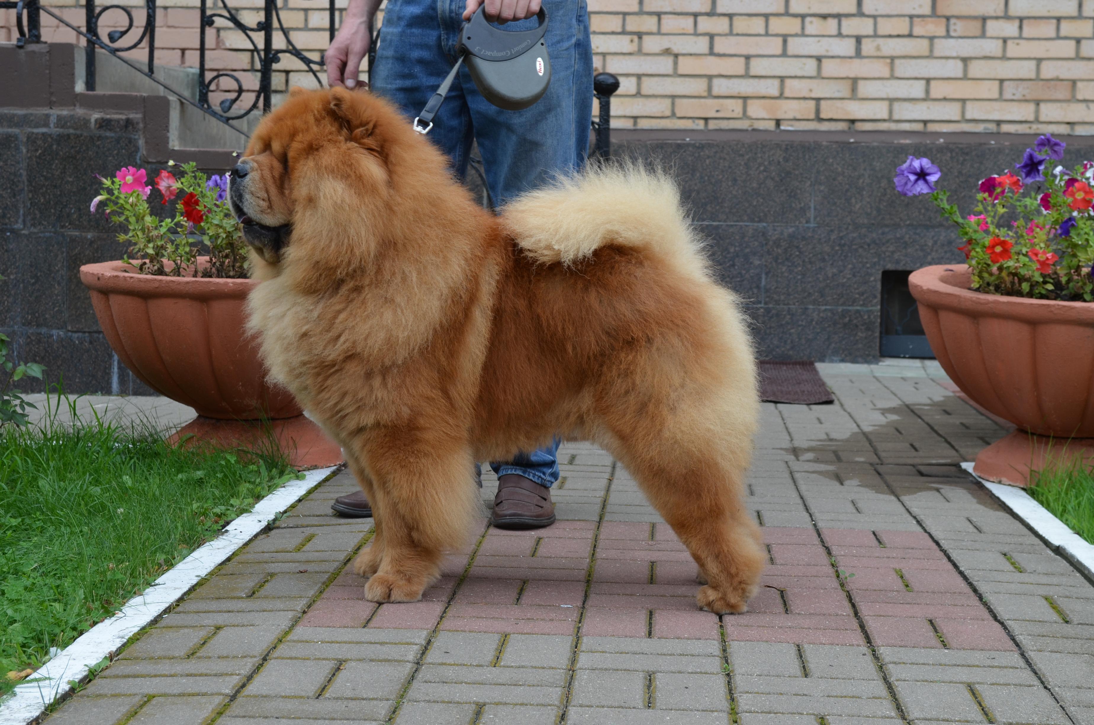 Сеня - 4,5 года -  Курск-2017 - 30.07.2017г. - отл. 2